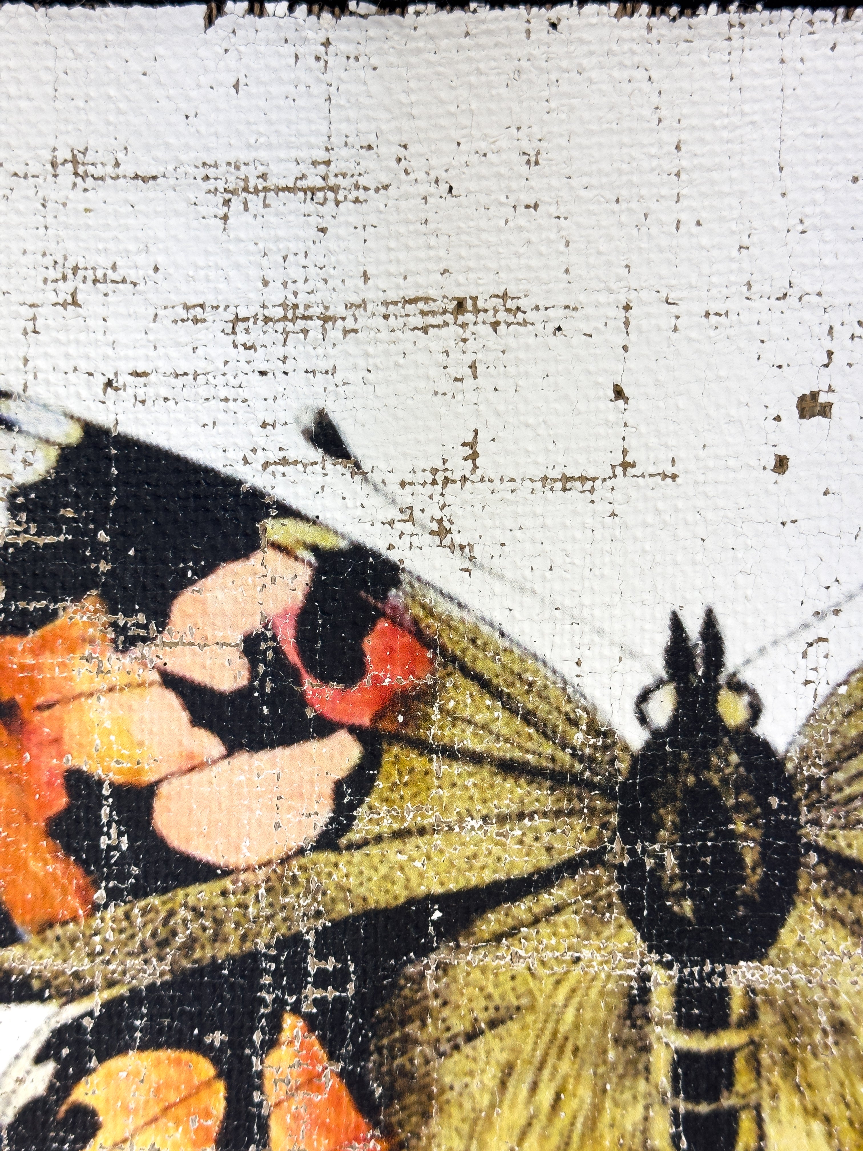 Brush-footed butterfy