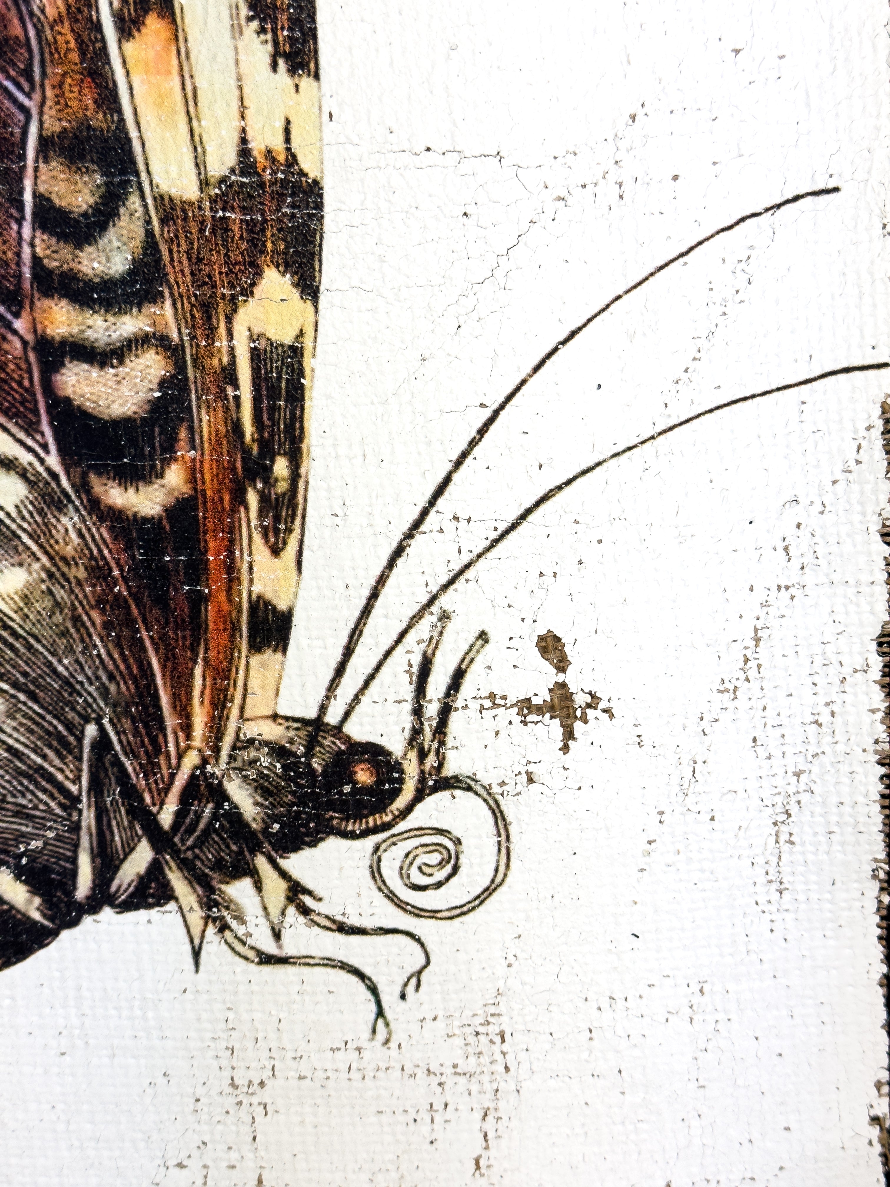 Purple White Witch Moth