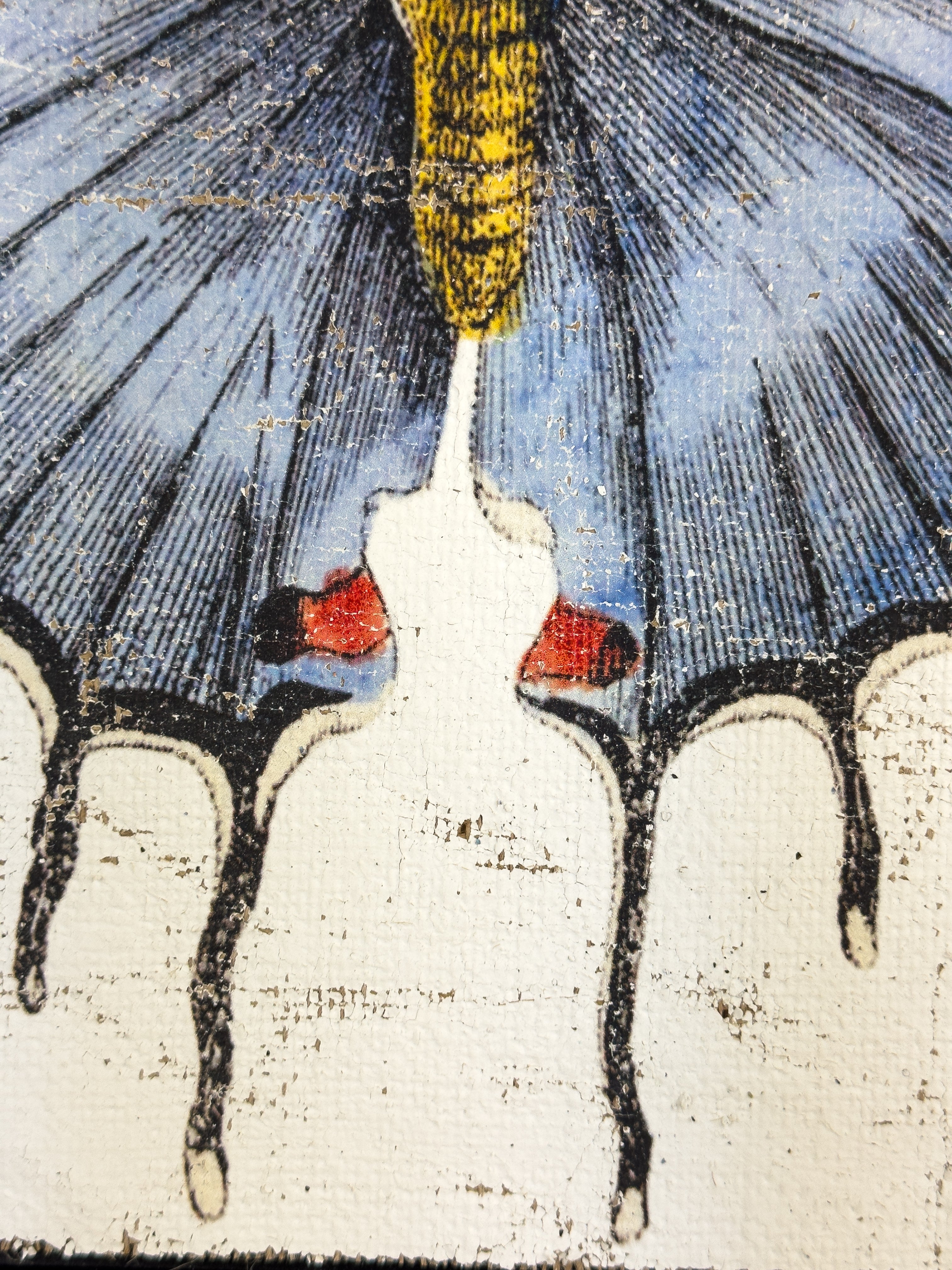 Redspot Gossamer-winged Butterfly