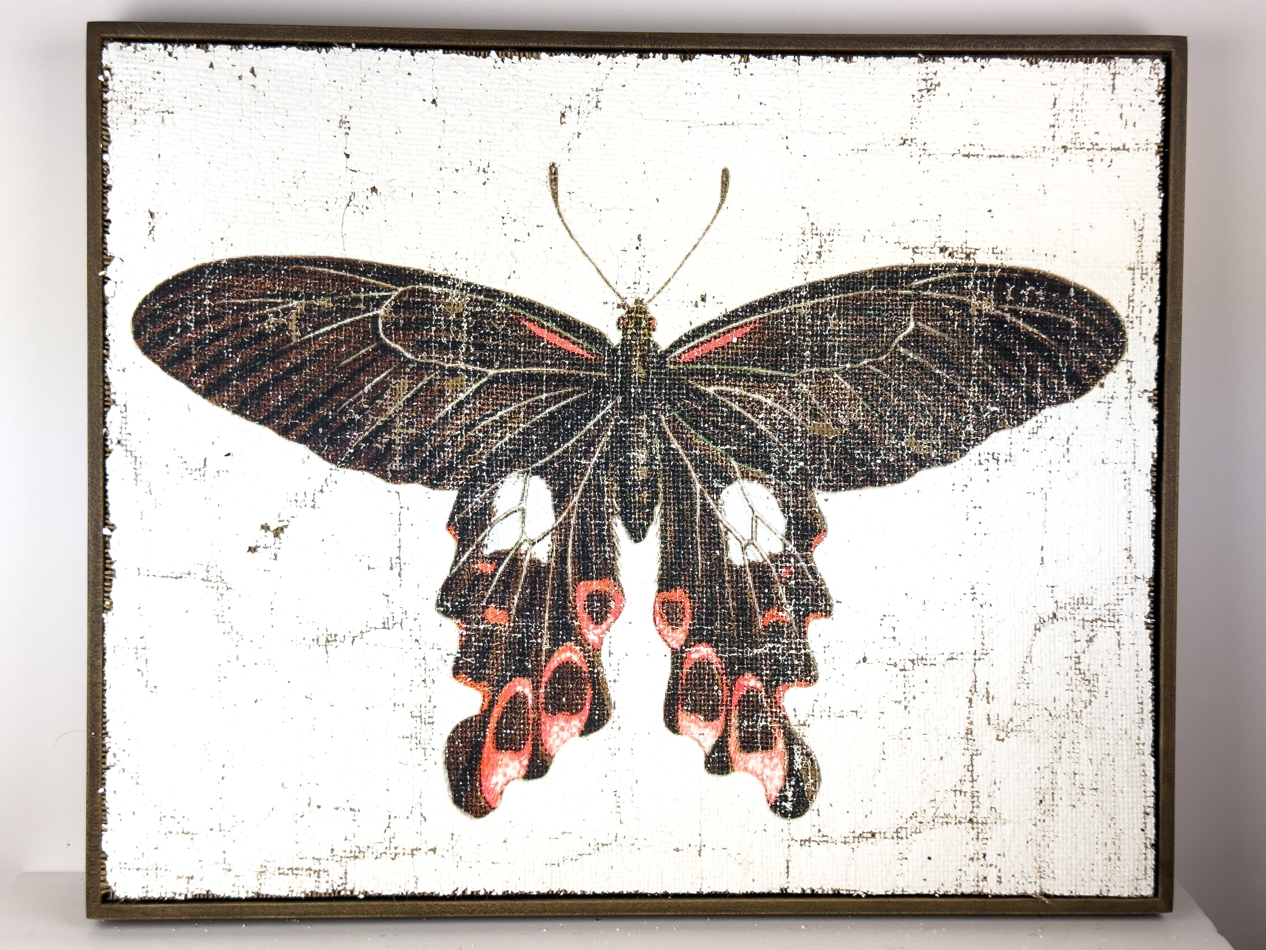 Swallowtail butterfly