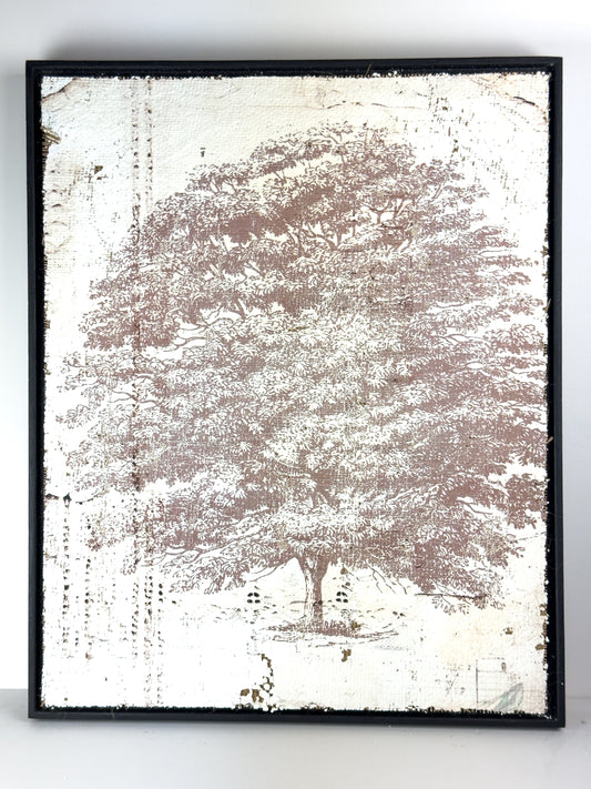 Vintage Ash Tree - Beneath the Ash