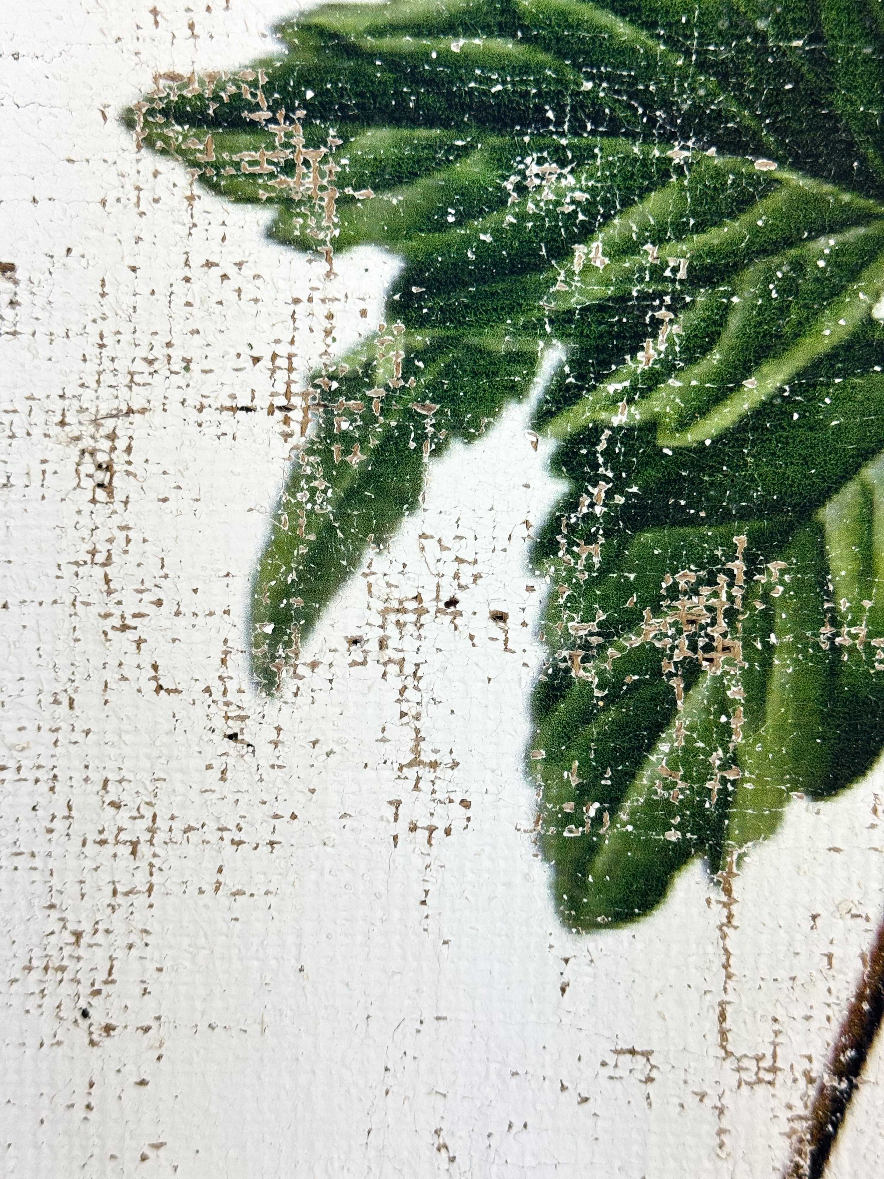 Orange Tropical Hibiscus