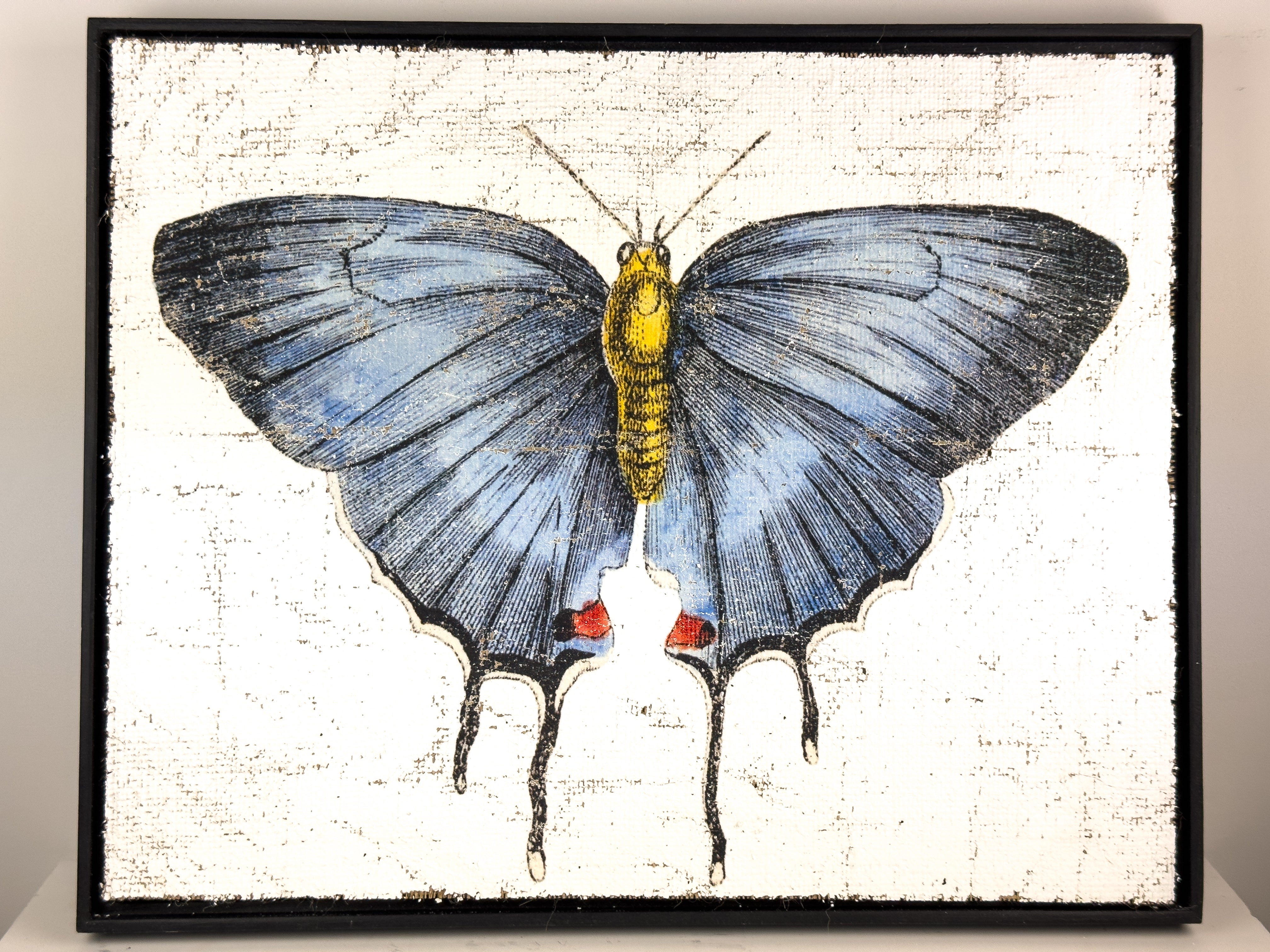 Redspot Gossamer-winged Butterfly