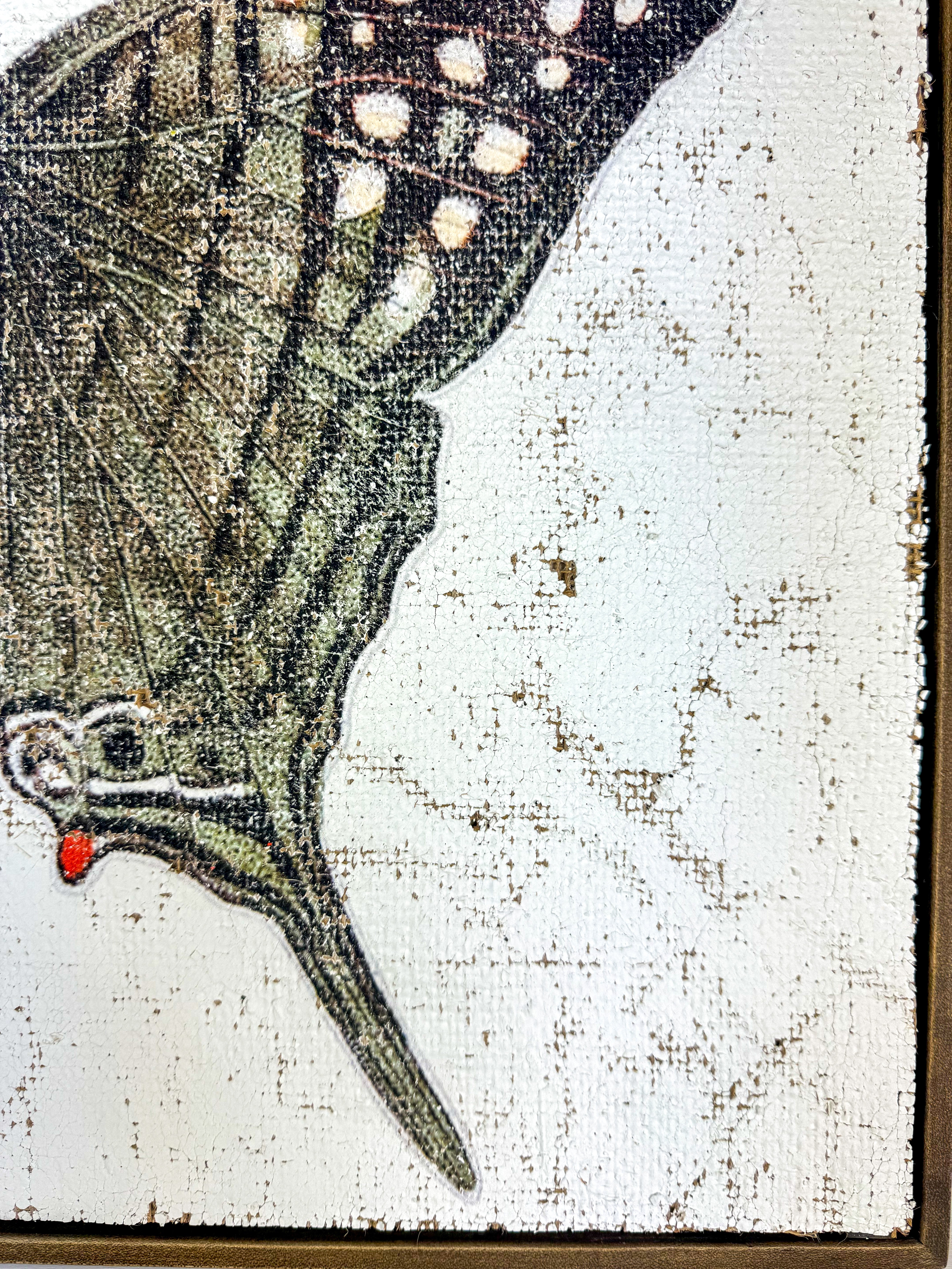 Green Swordtail Butterfly