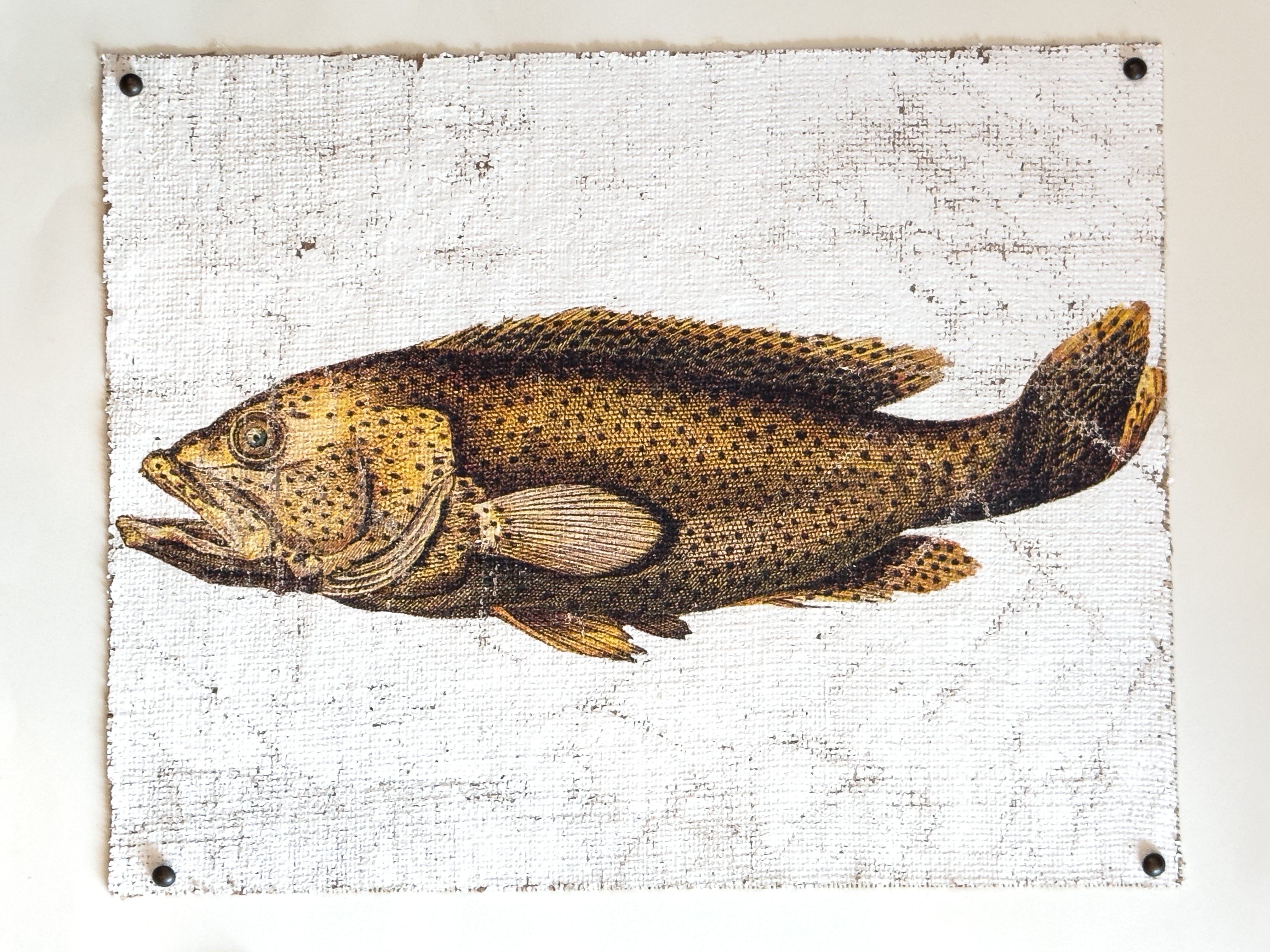 Brown Spotted Grouper