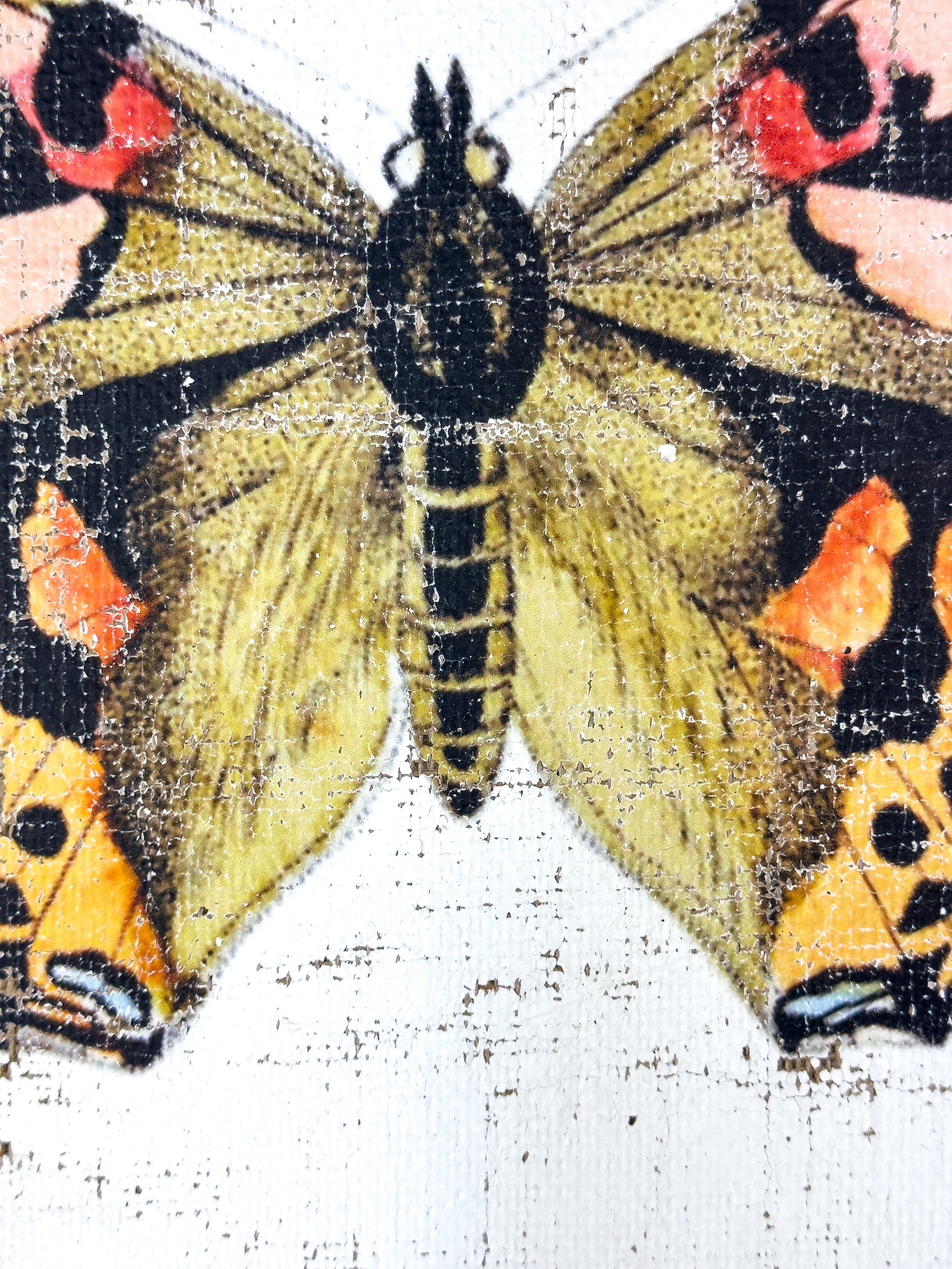 Brush-footed butterfy