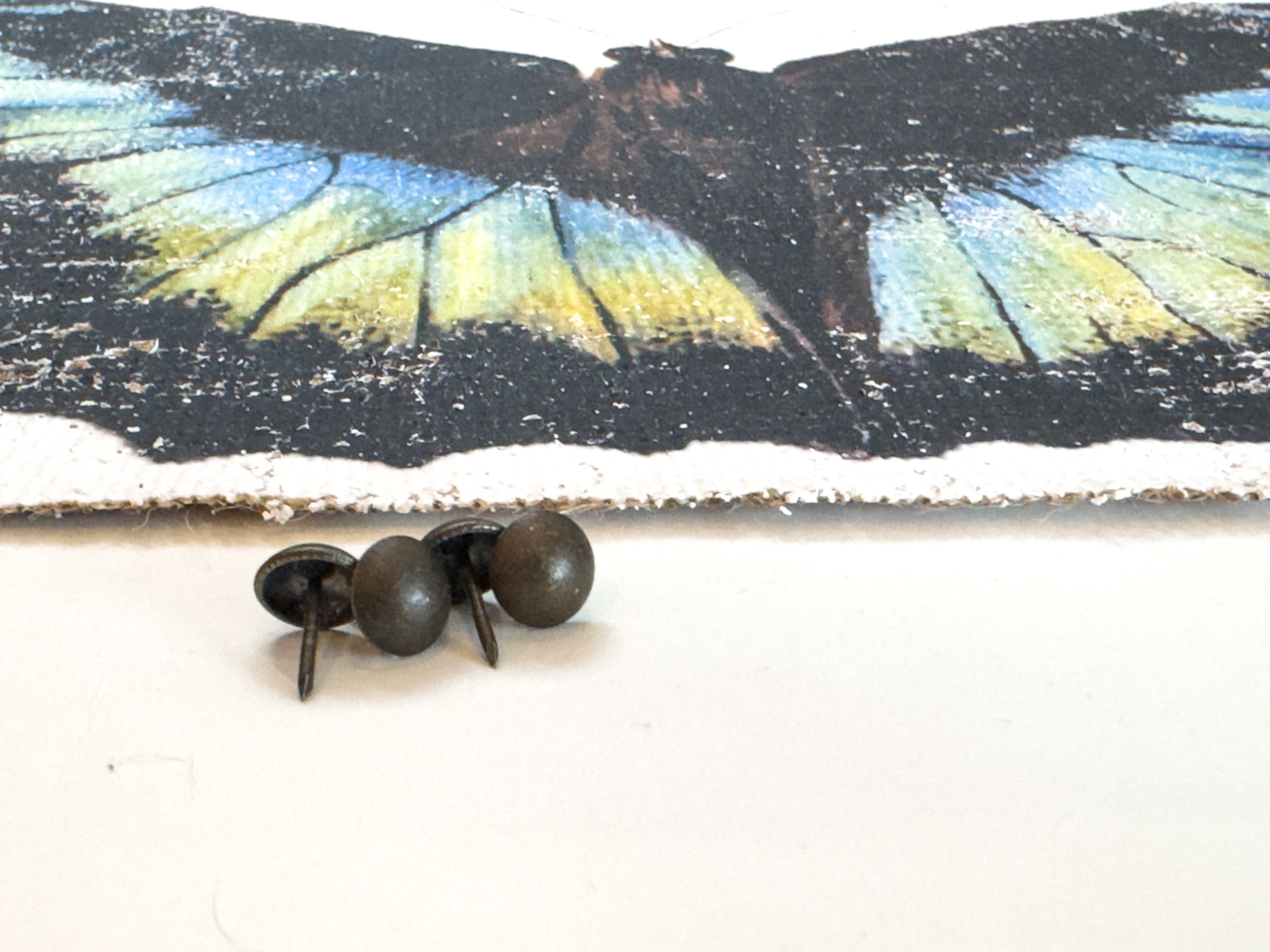 Blue Green Butterfly