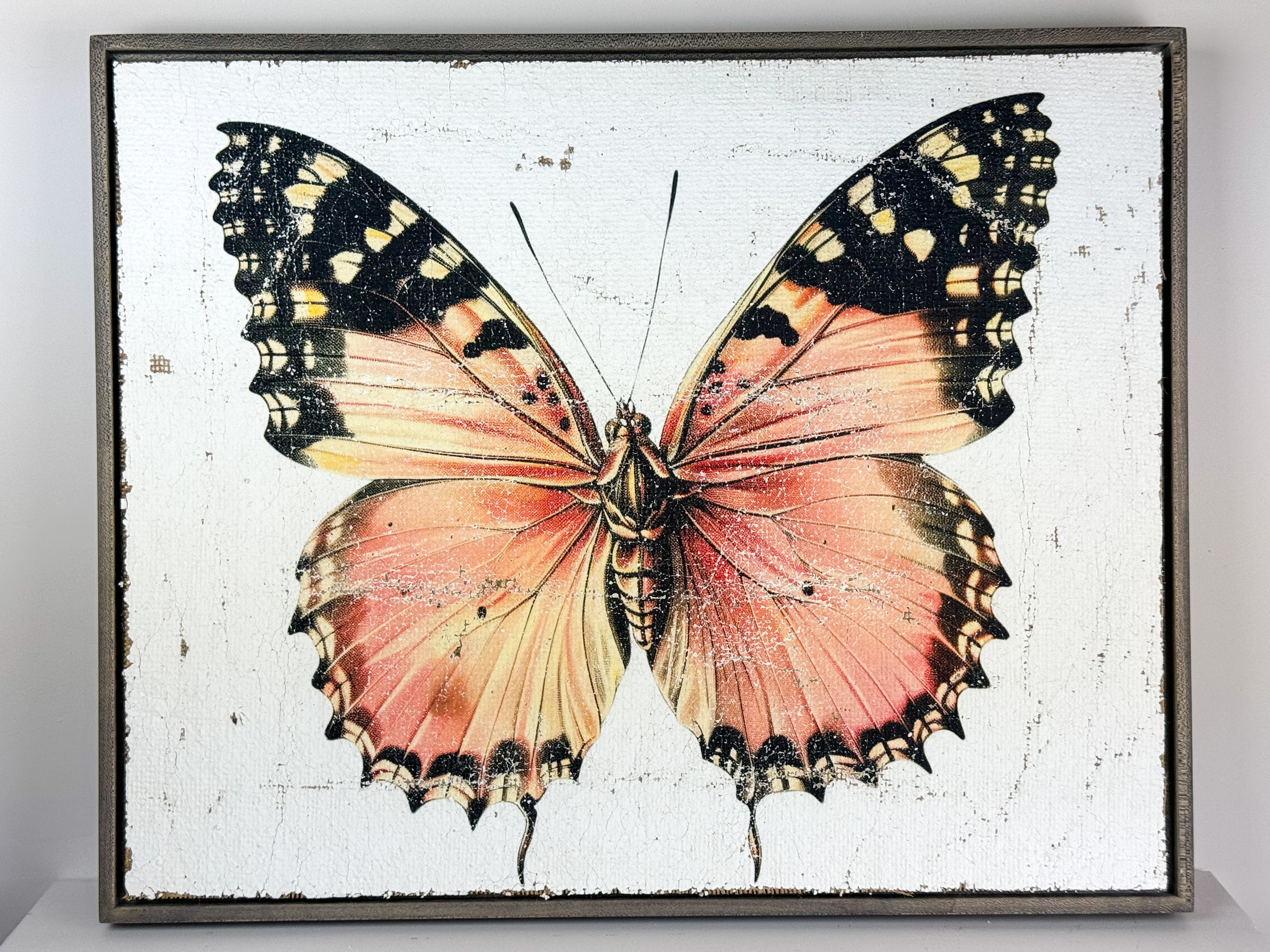 Malay Lacewing Butterfly