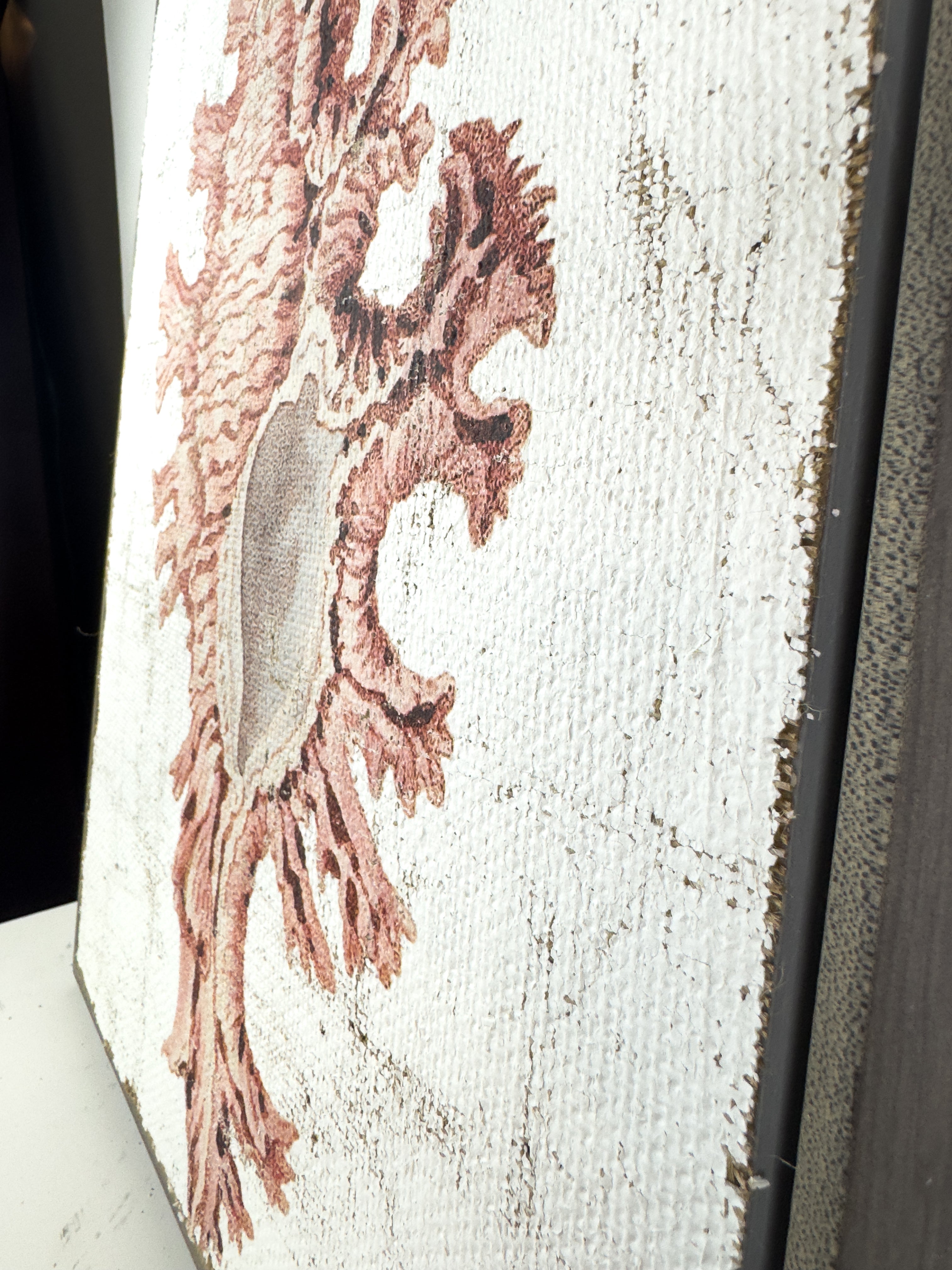 Pink Seashell - Lace Murex