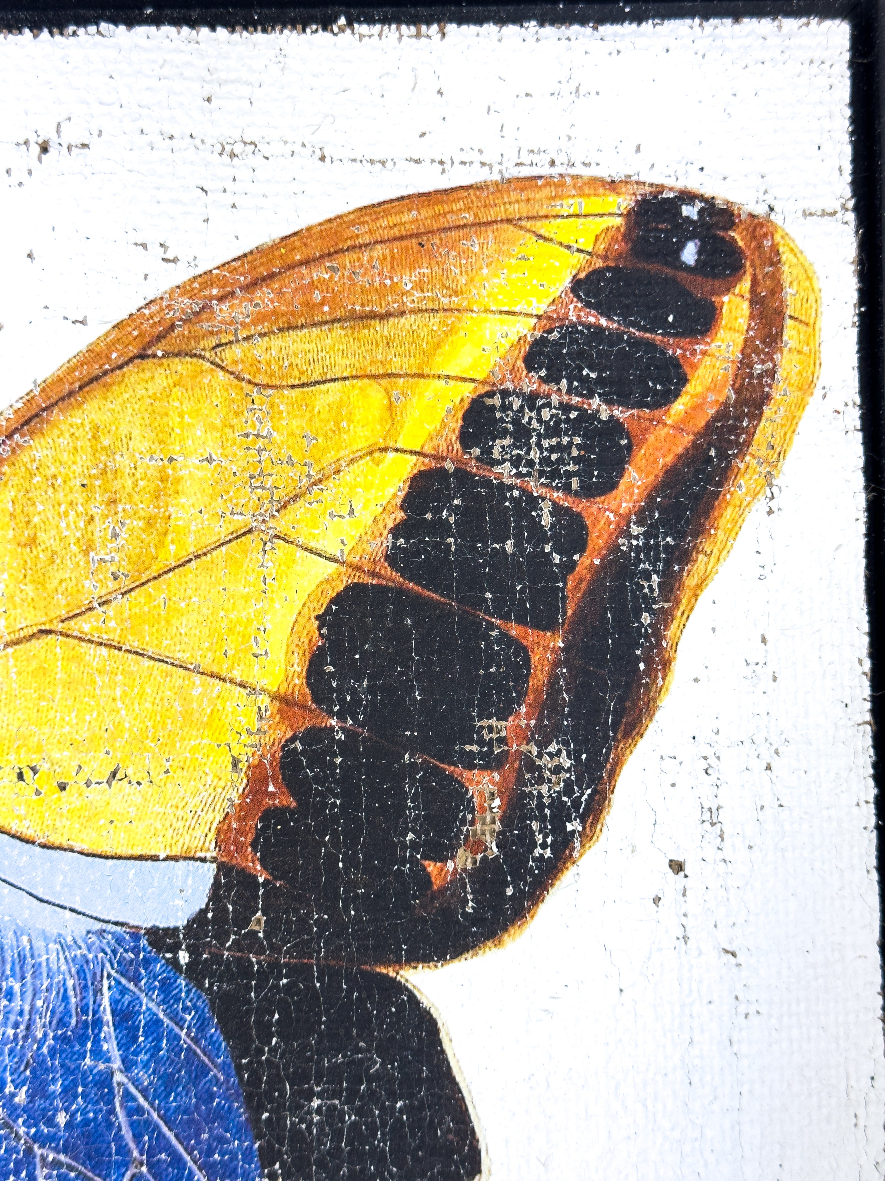 Blue brush-footed butterfly