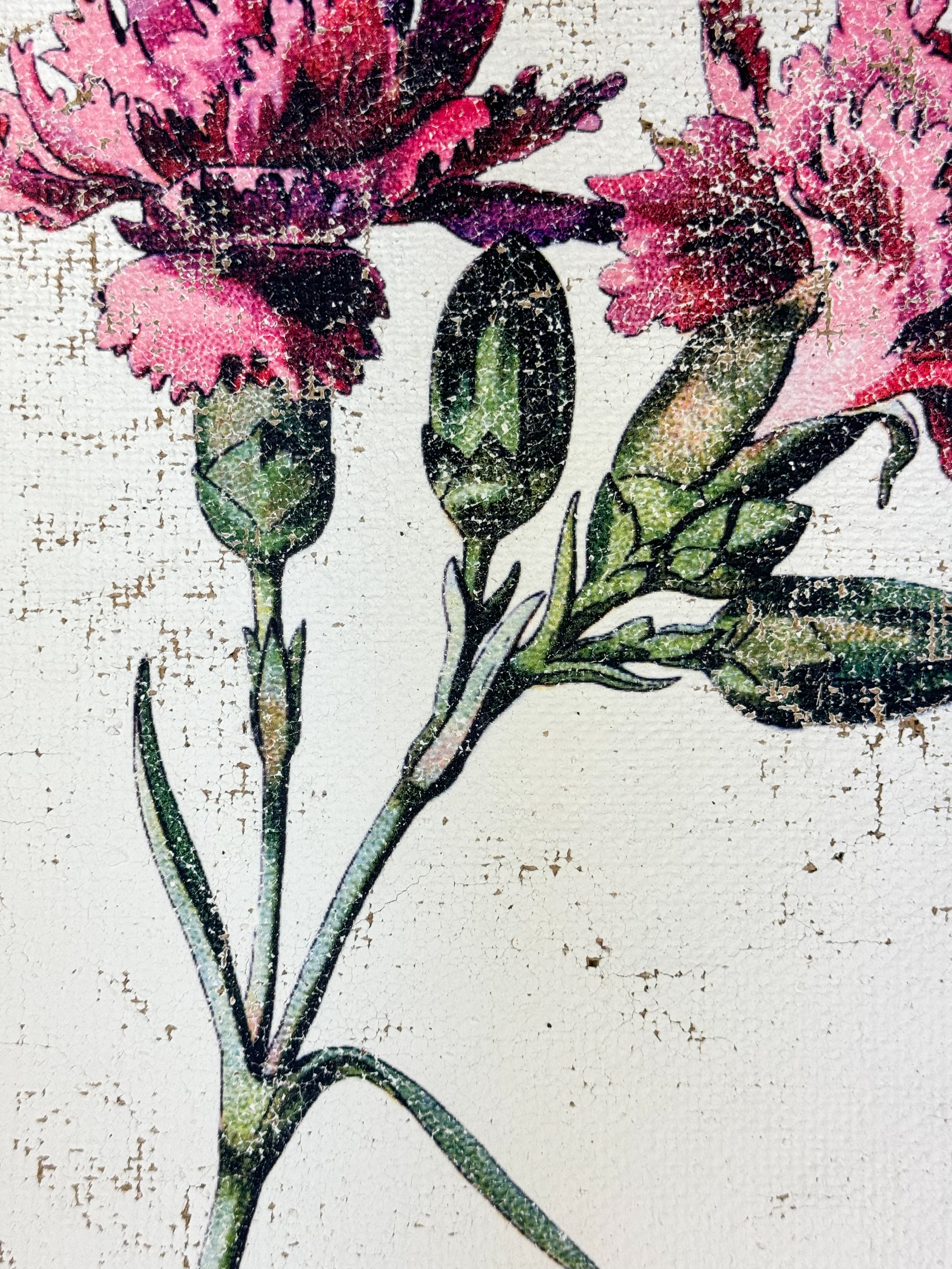 Clove pink carnation