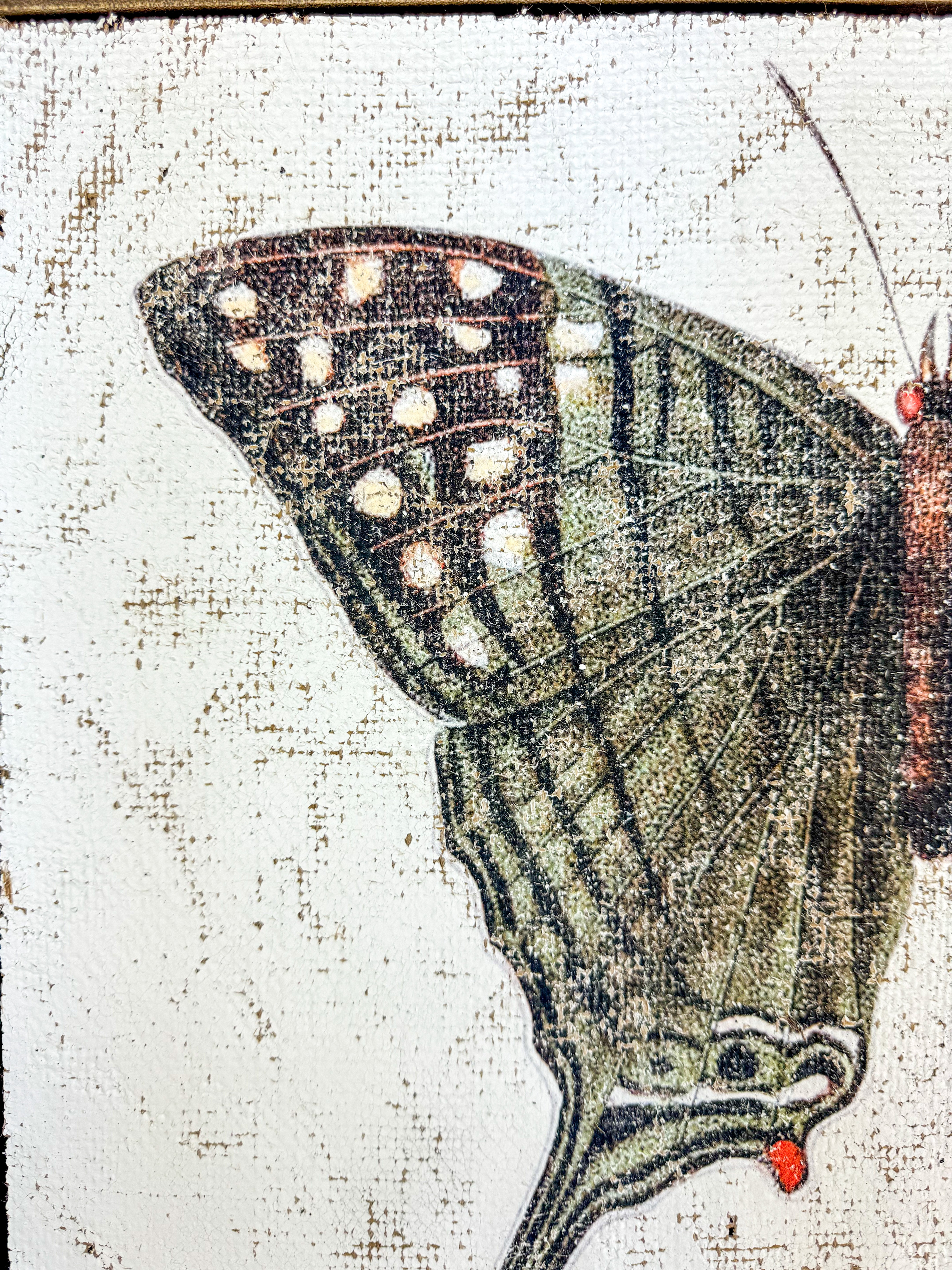 Green Swordtail Butterfly