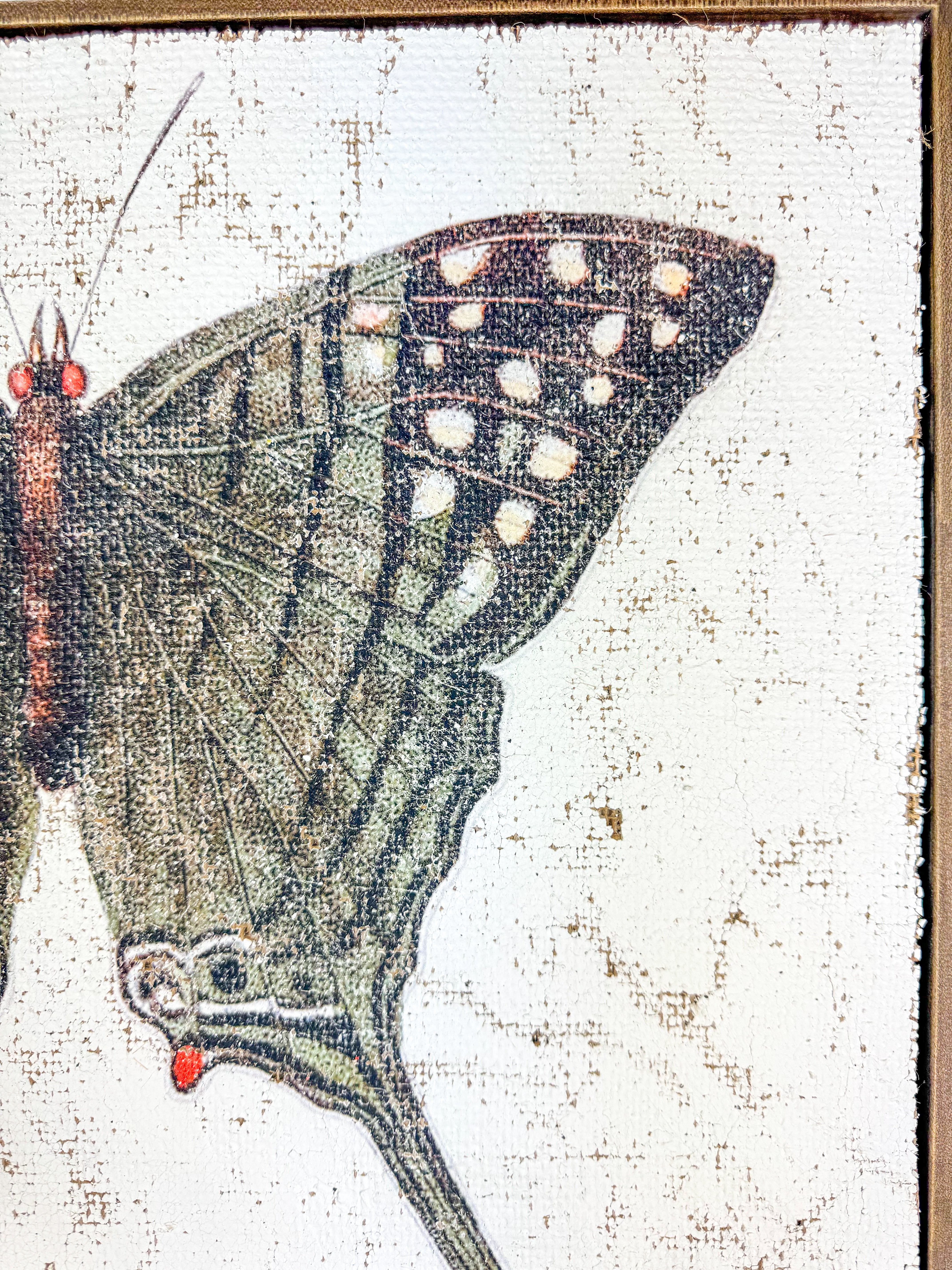 Green Swordtail Butterfly