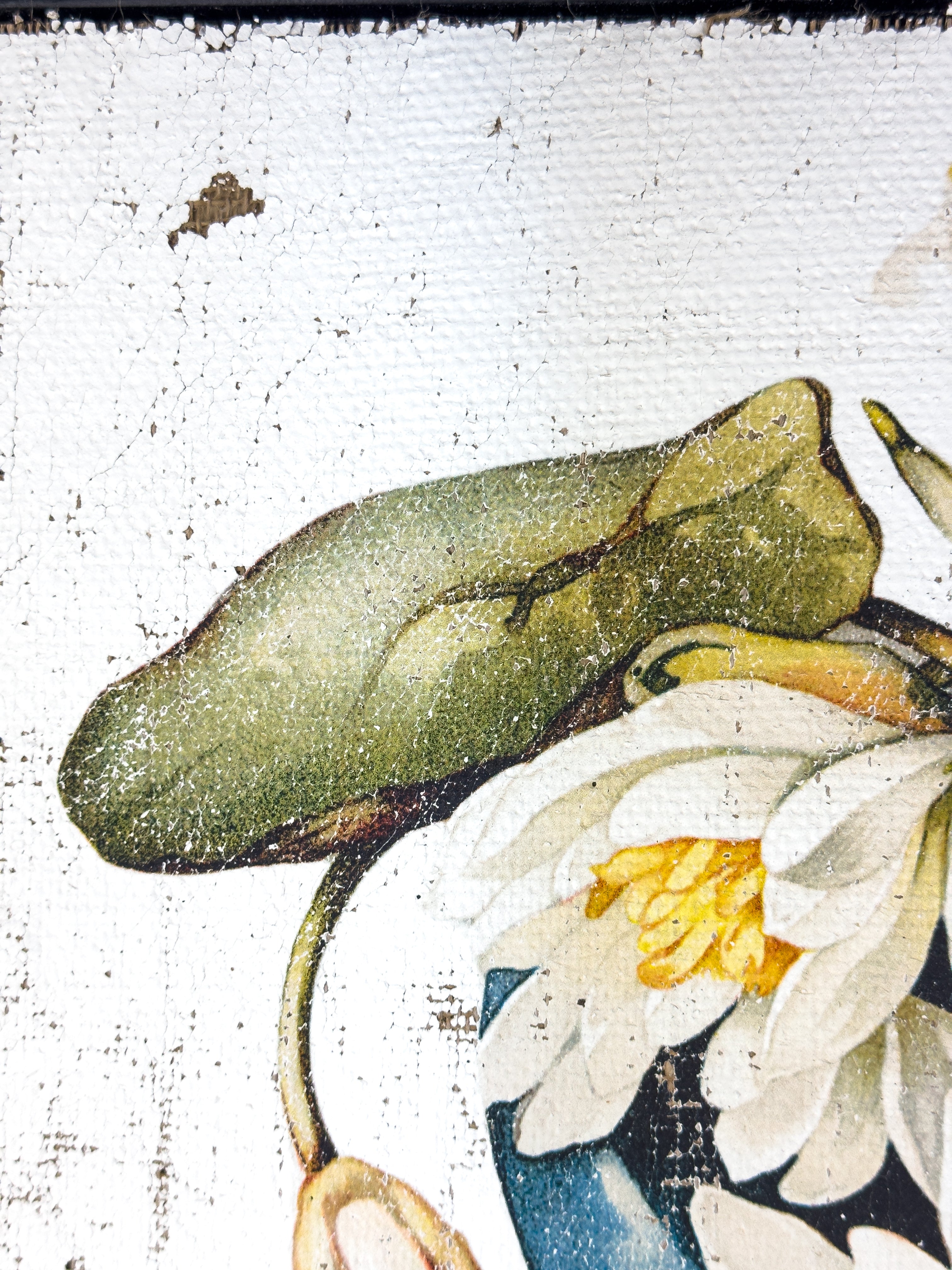 American White Water-Lily