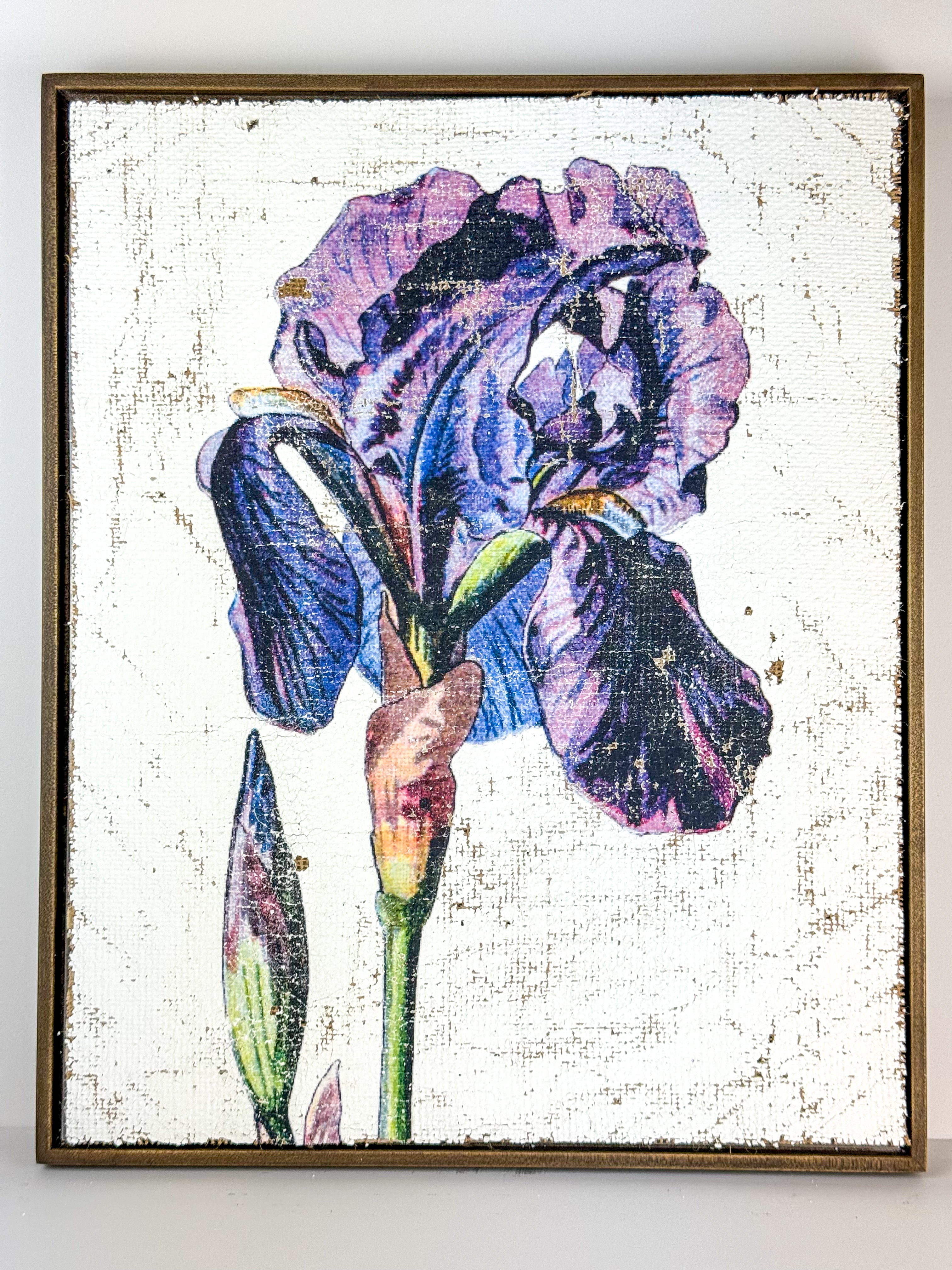 Purple Iris