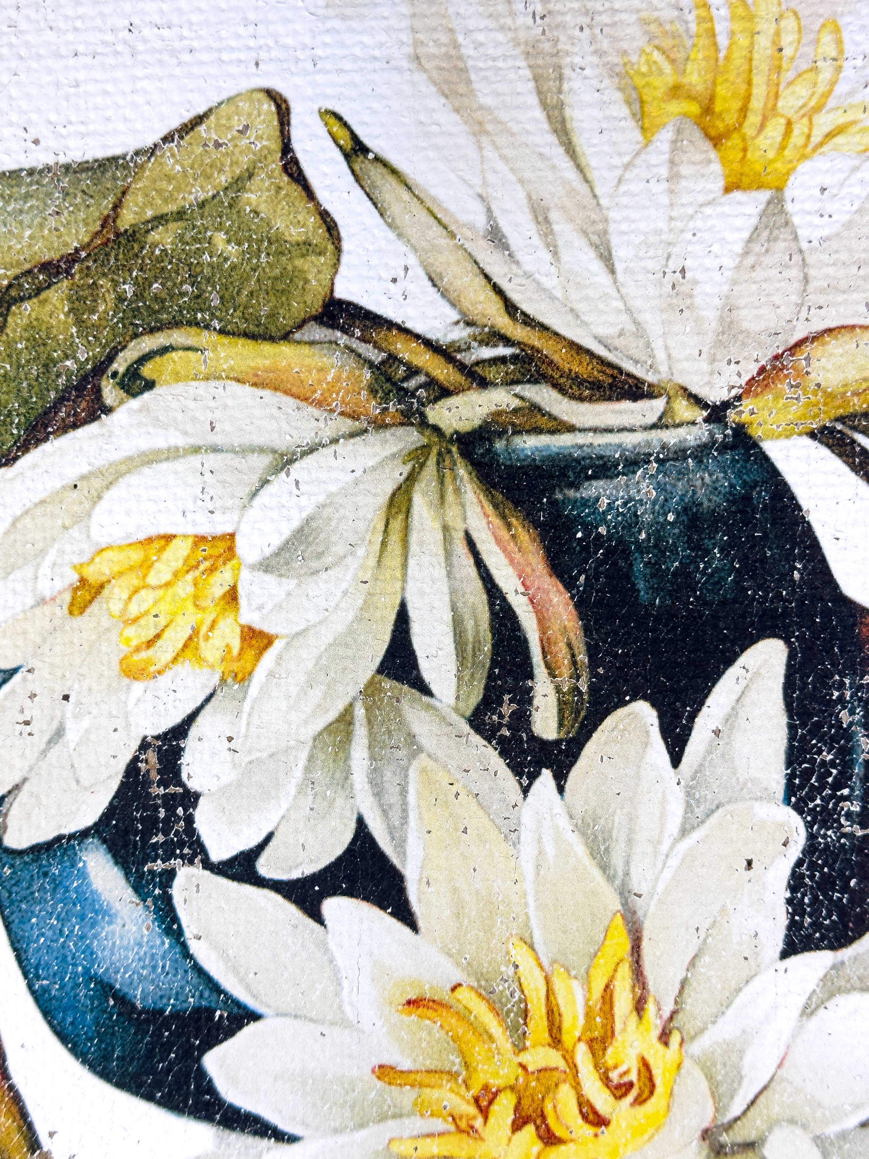 American White Water-Lily