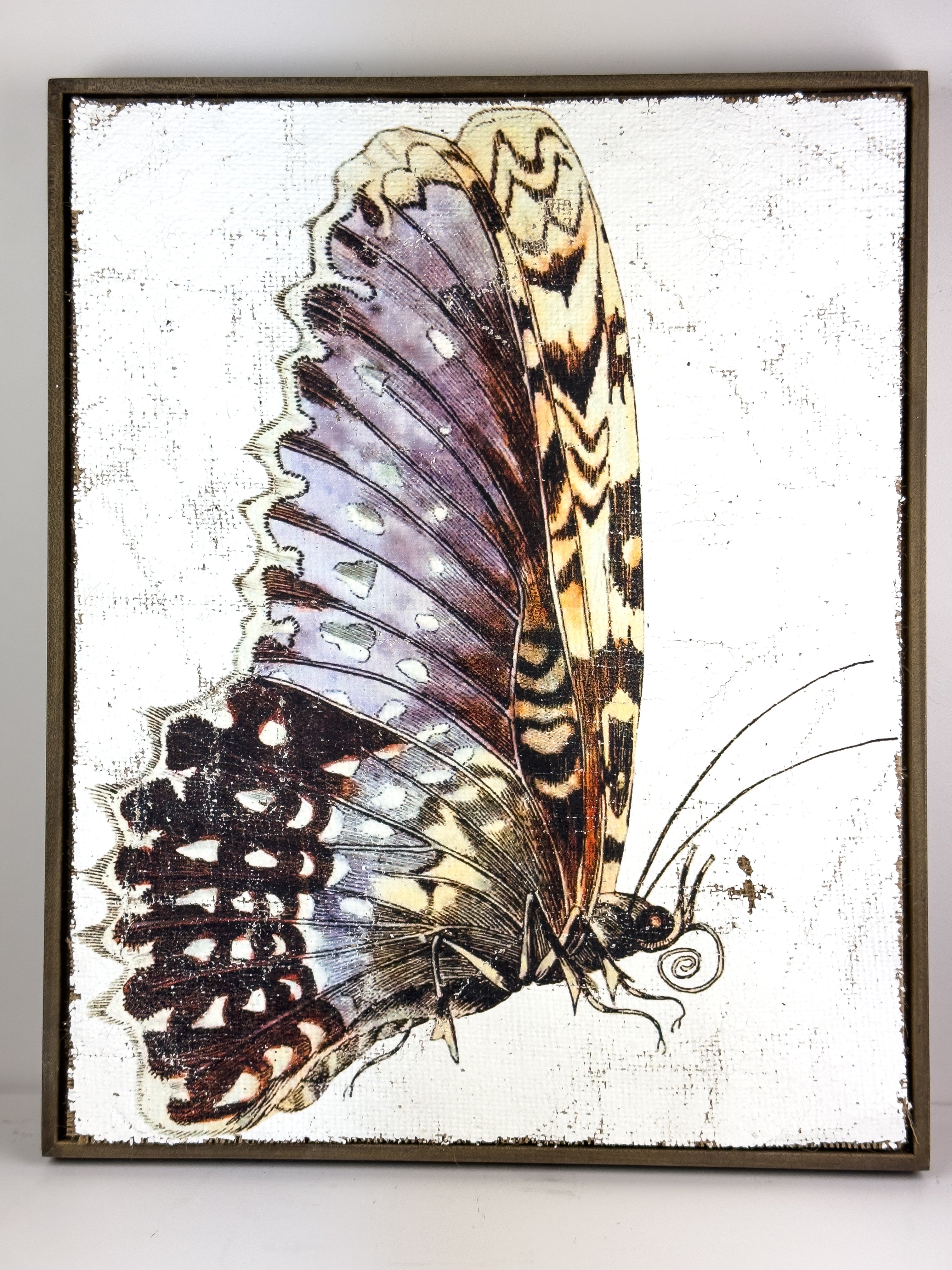 Purple White Witch Moth