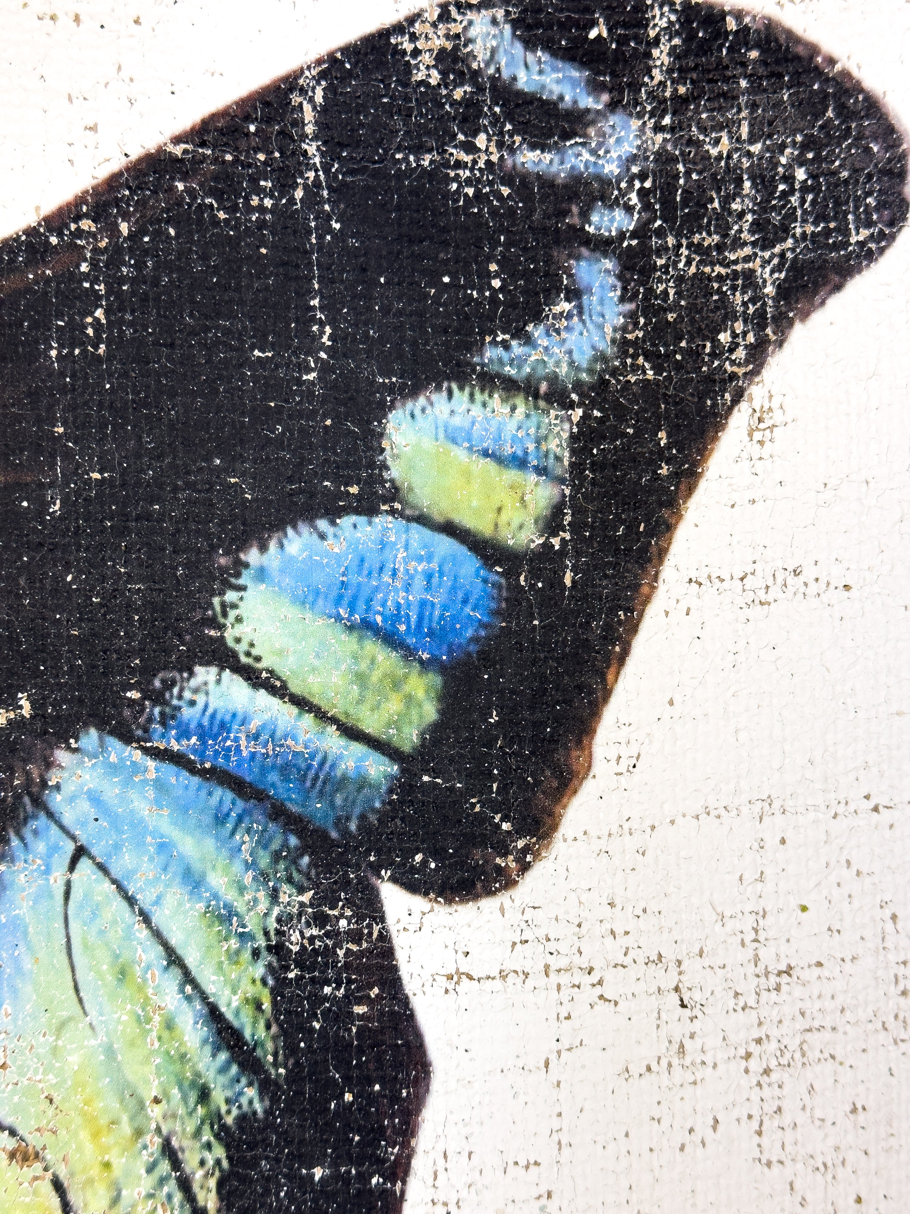 Blue Green Butterfly