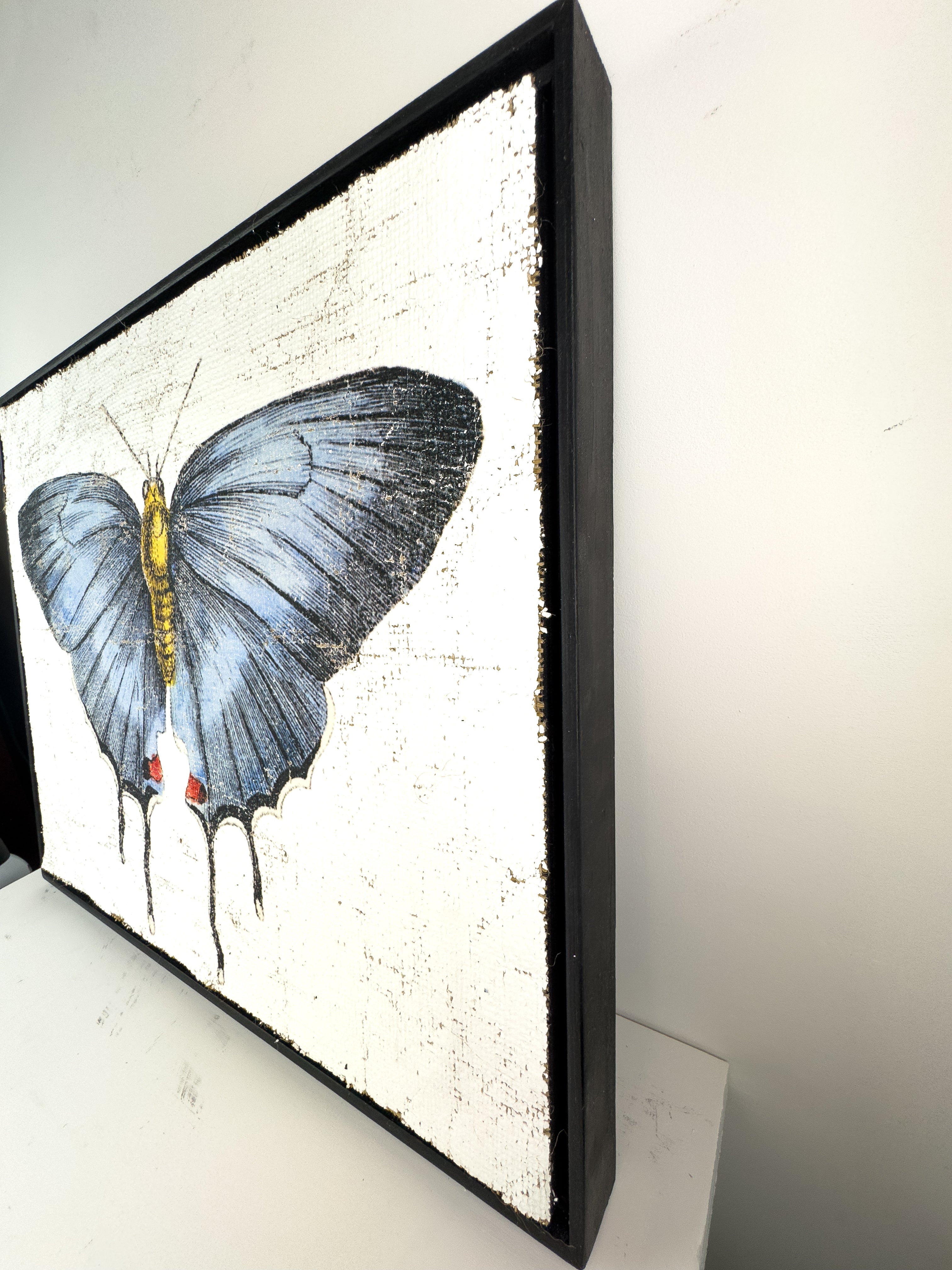 Redspot Gossamer-winged Butterfly