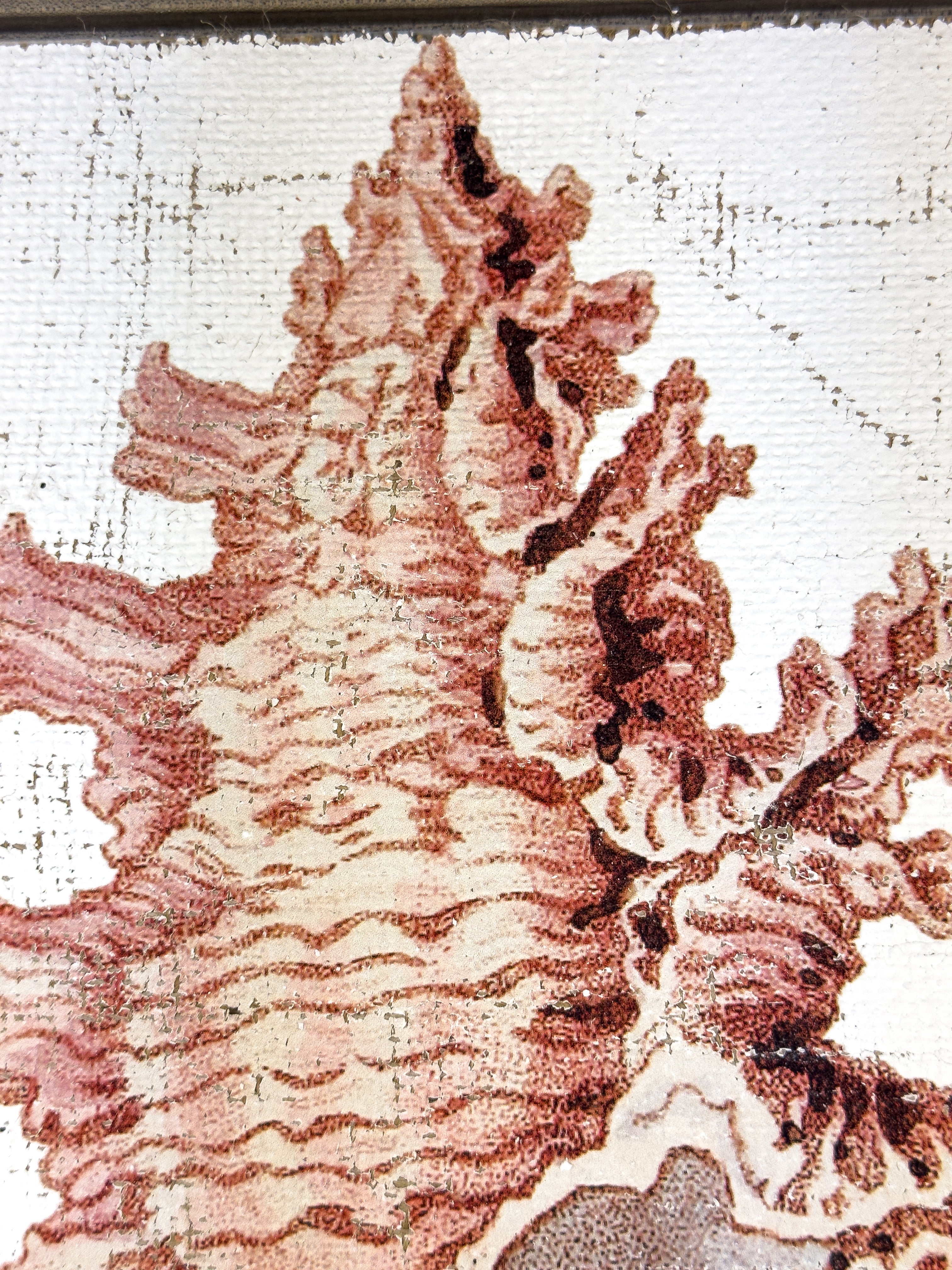 Pink Seashell - Lace Murex