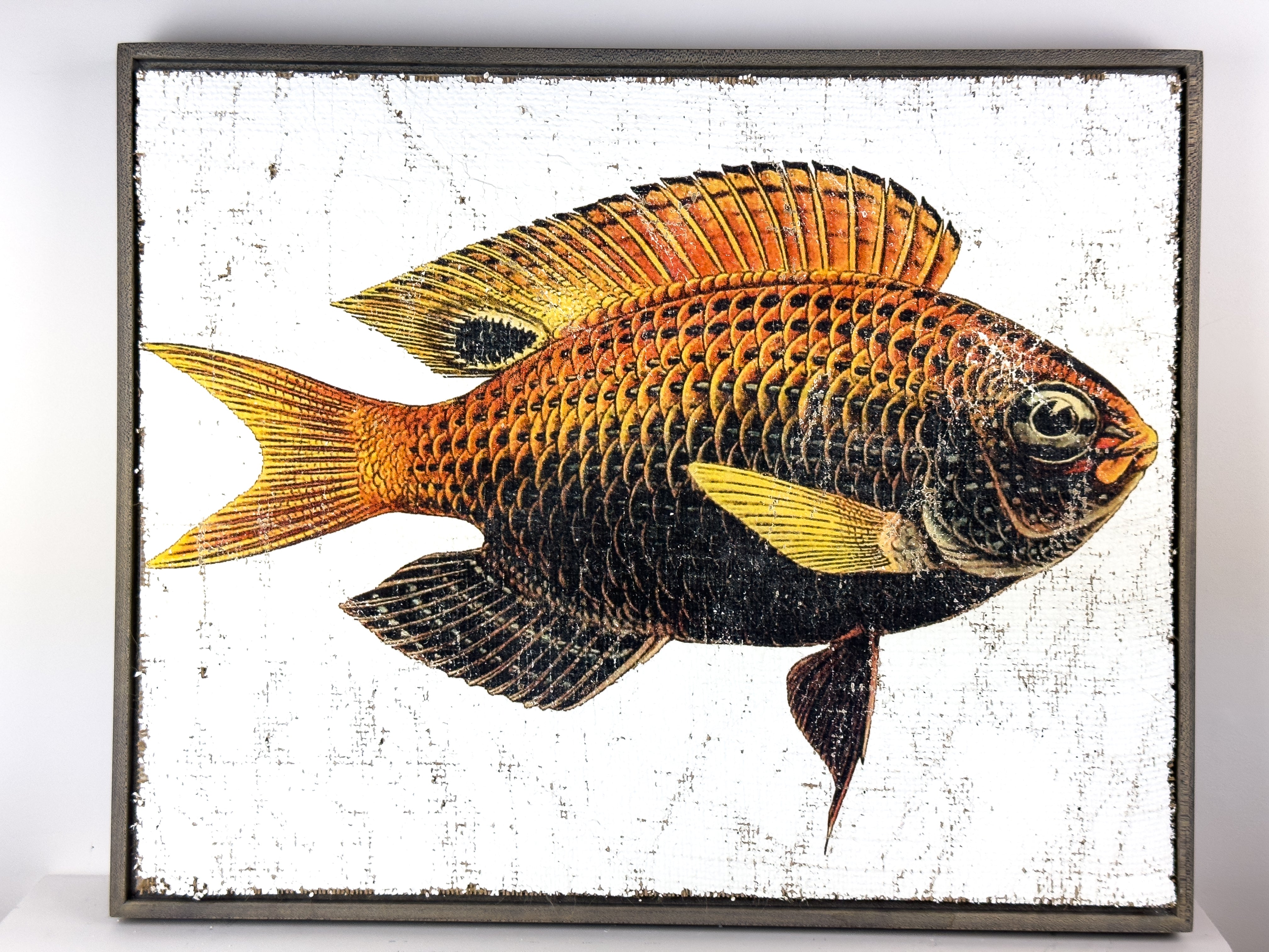 Orange and Black Fish