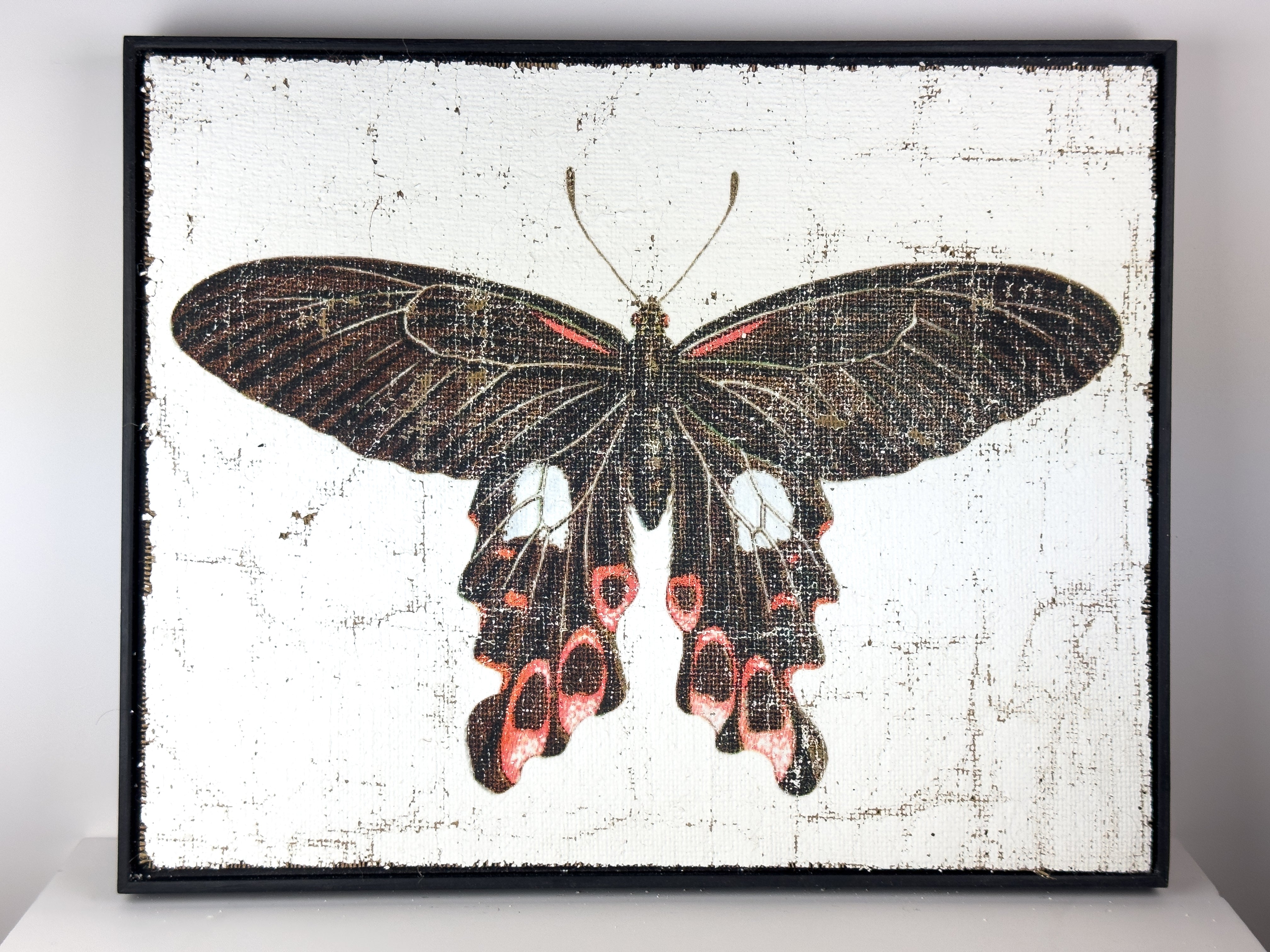 Swallowtail butterfly