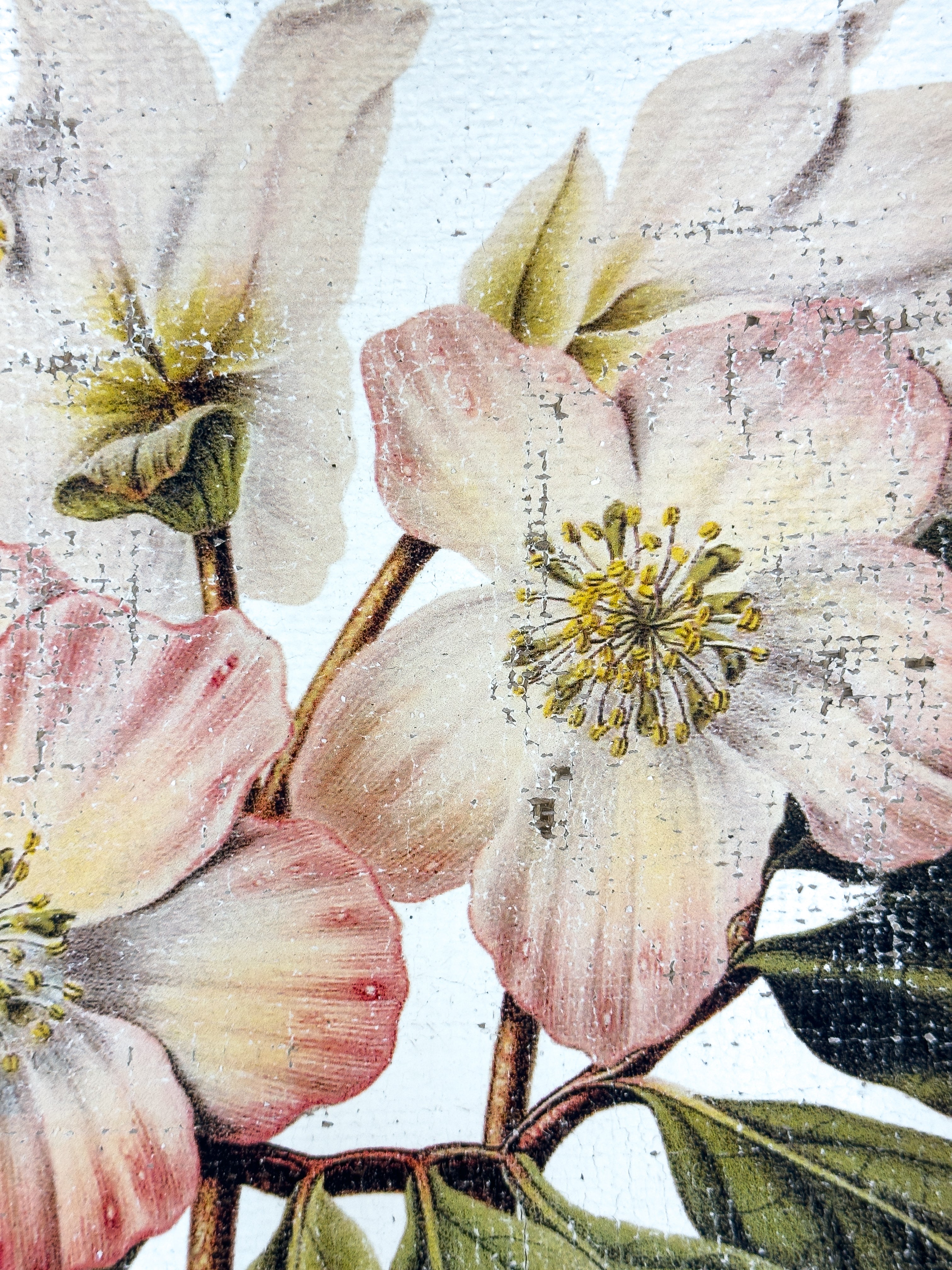 Pink and Cream Flowers - Winter's Jewel