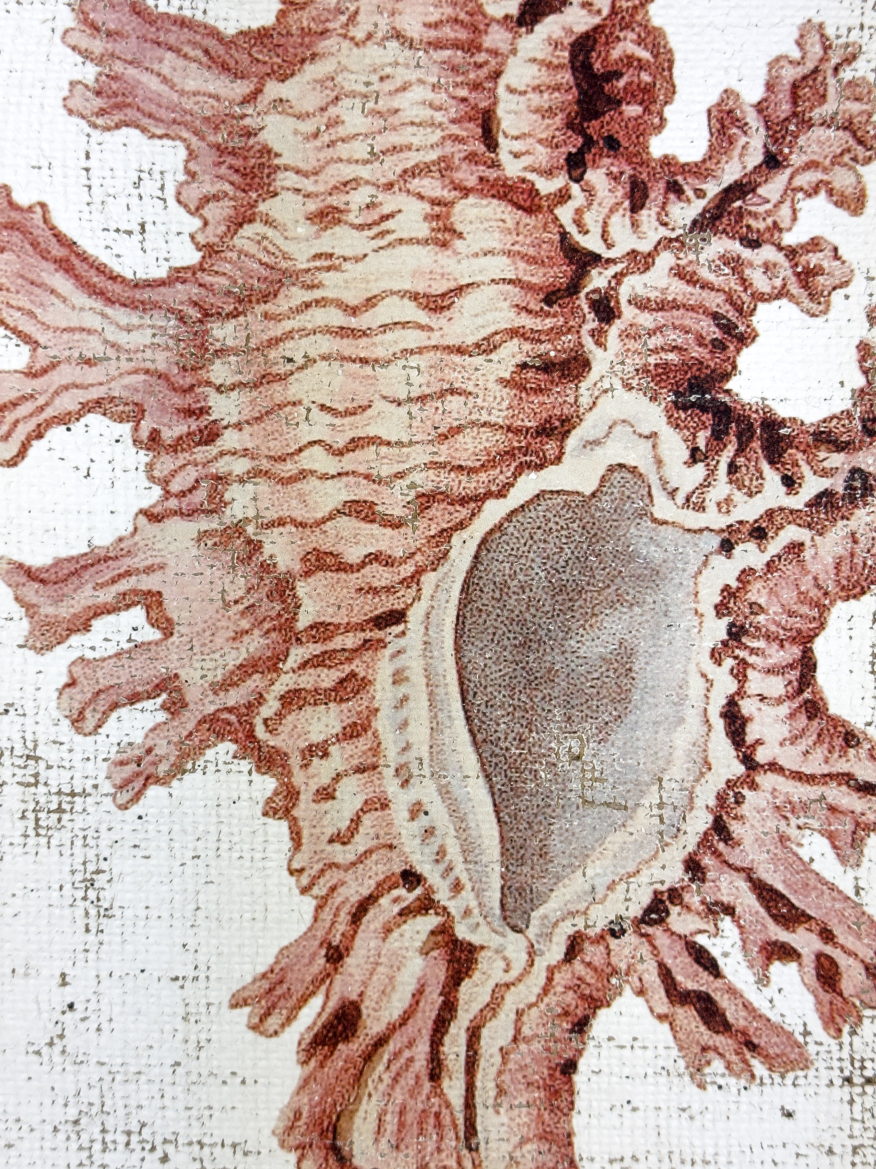 Pink Seashell - Lace Murex