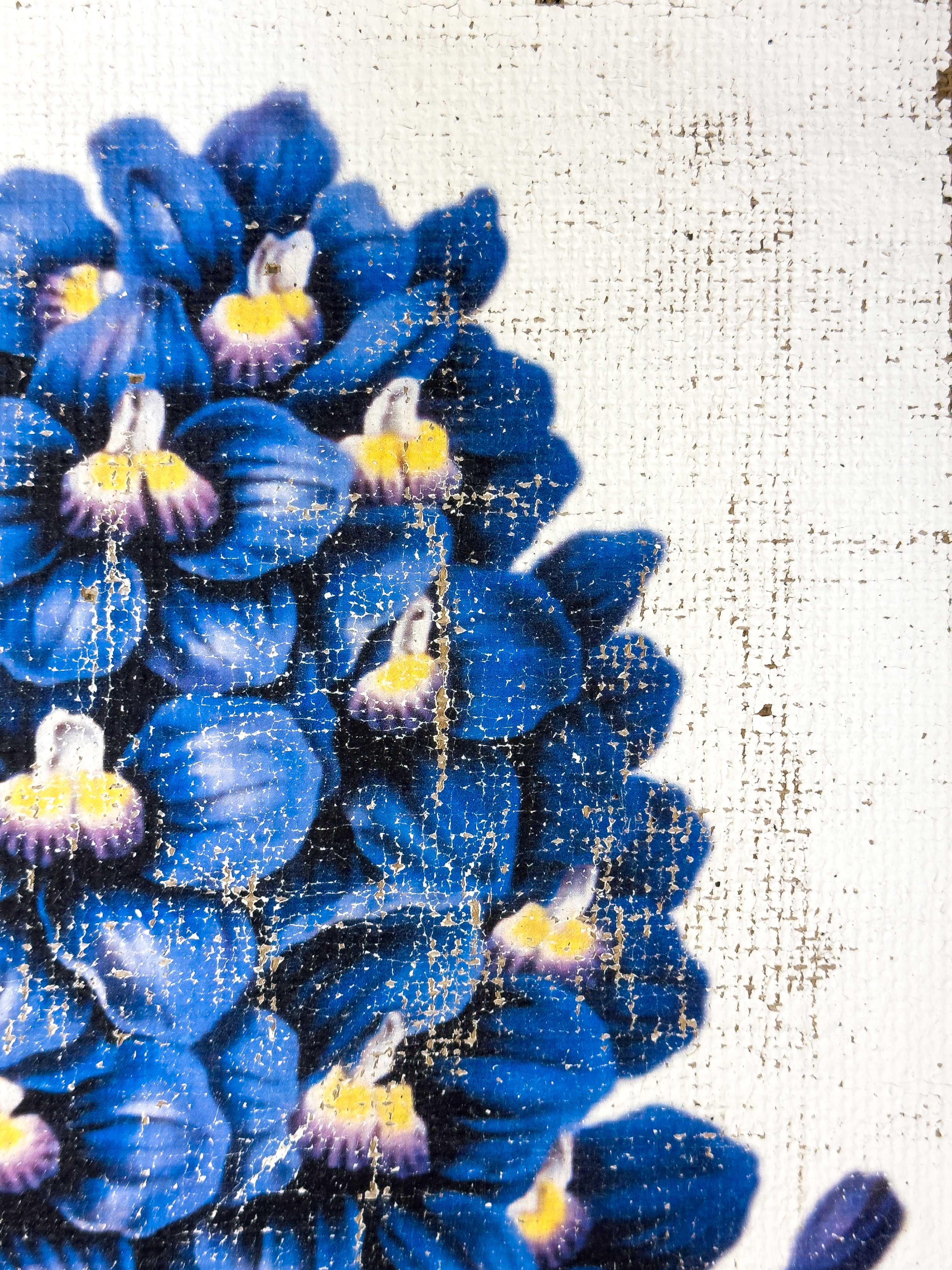 Blue Flowers of Radiance