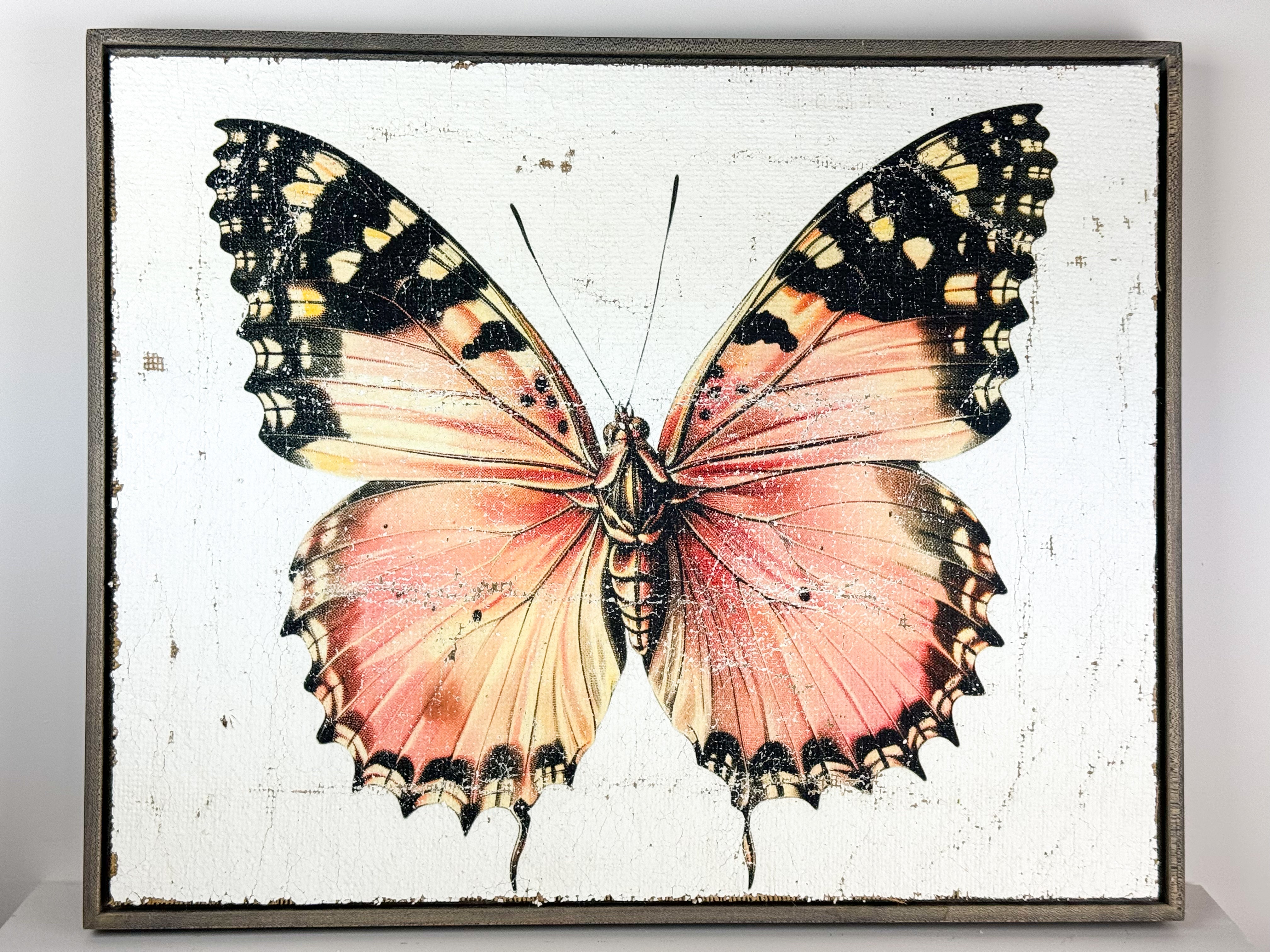 Malay Lacewing Butterfly