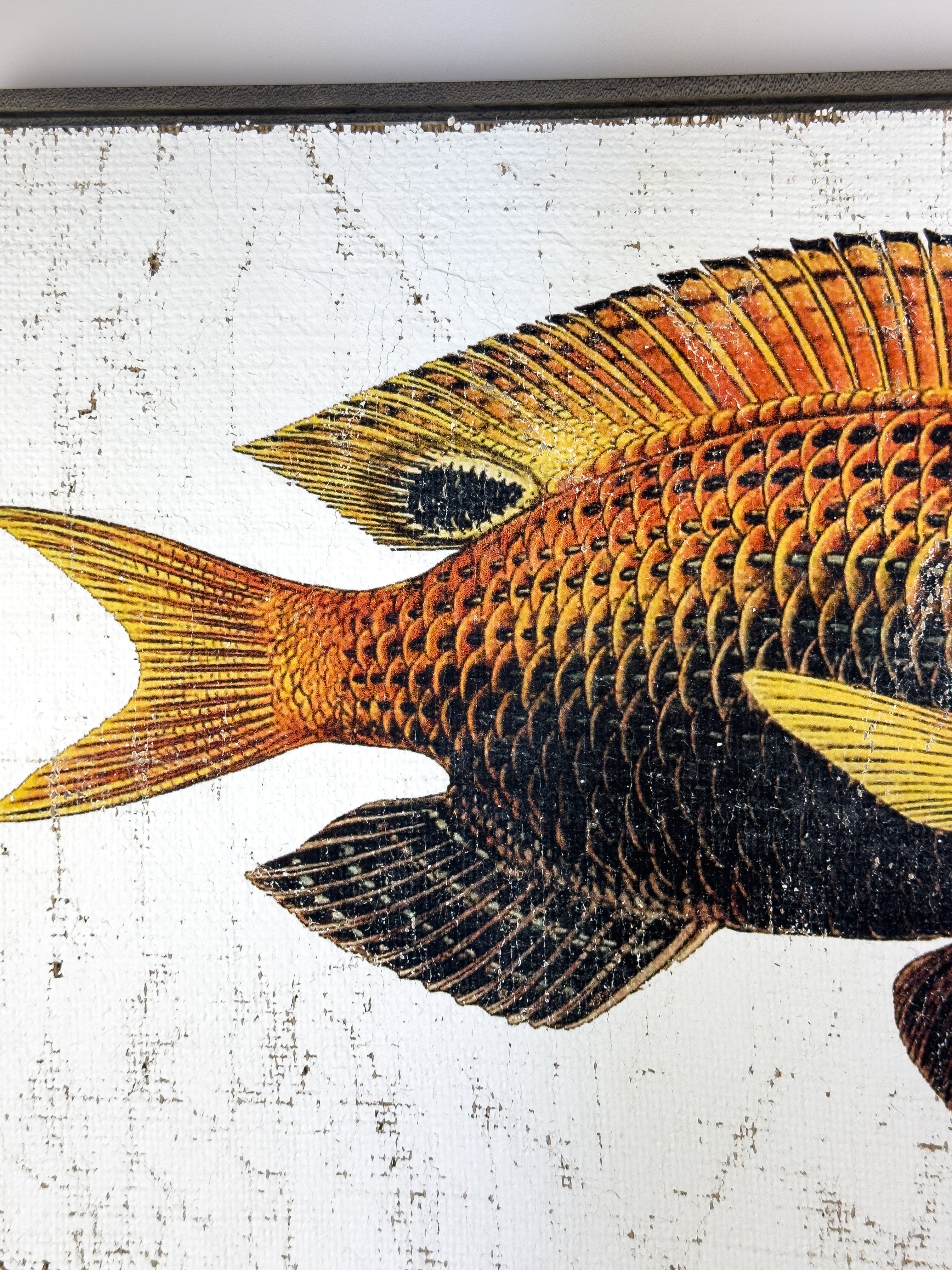 Orange and Black Fish