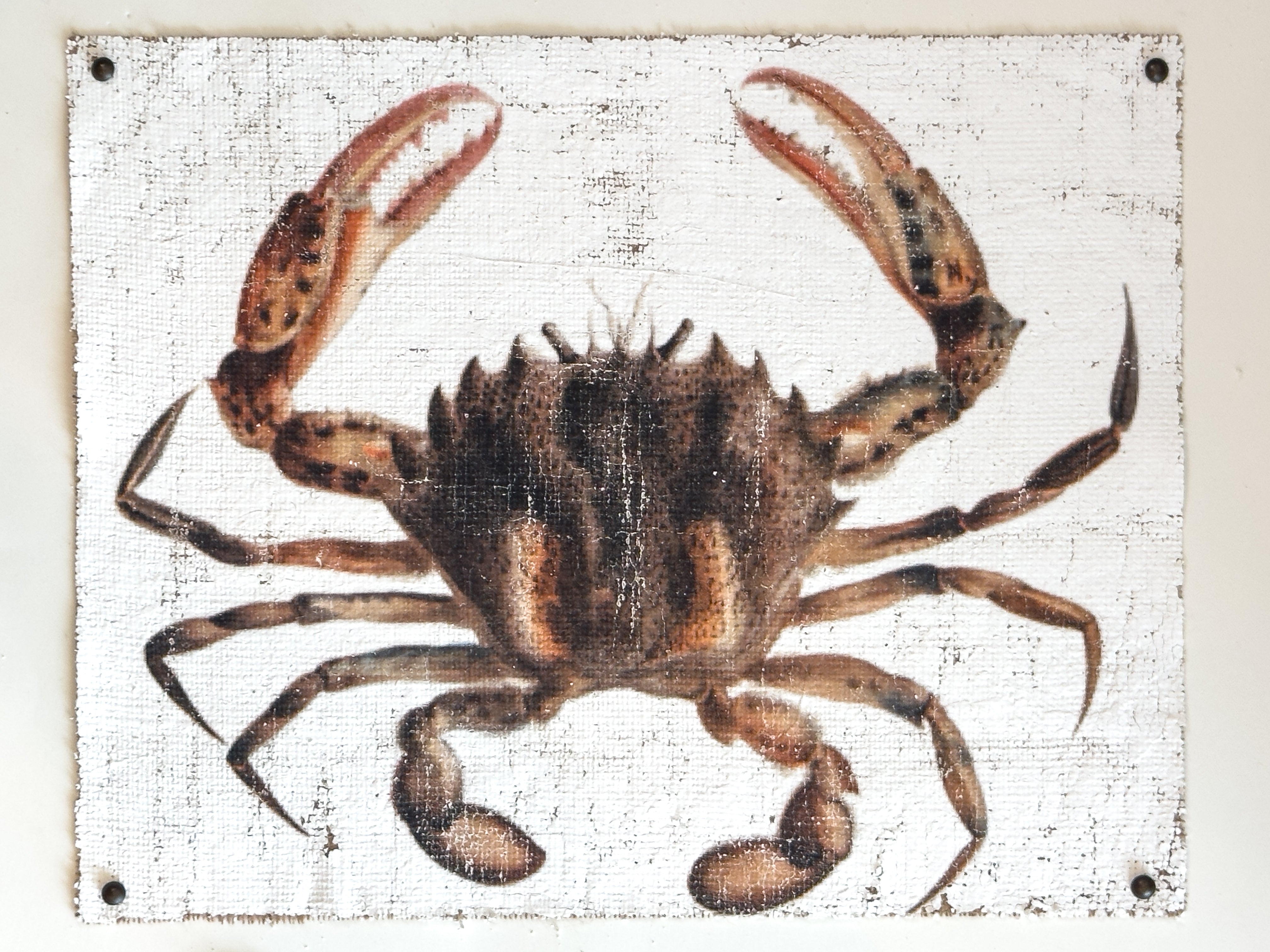 Brown Crab
