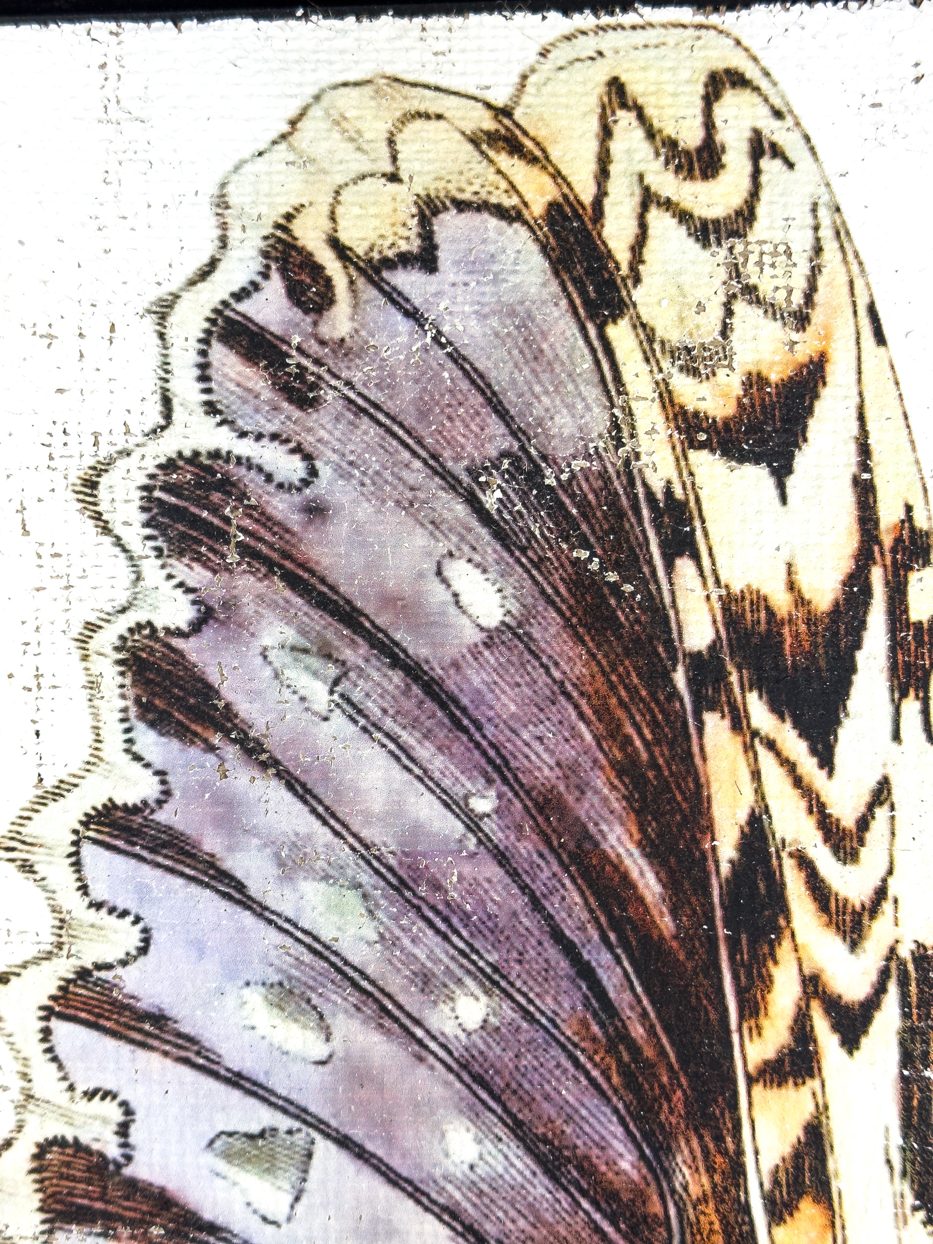 Purple White Witch Moth