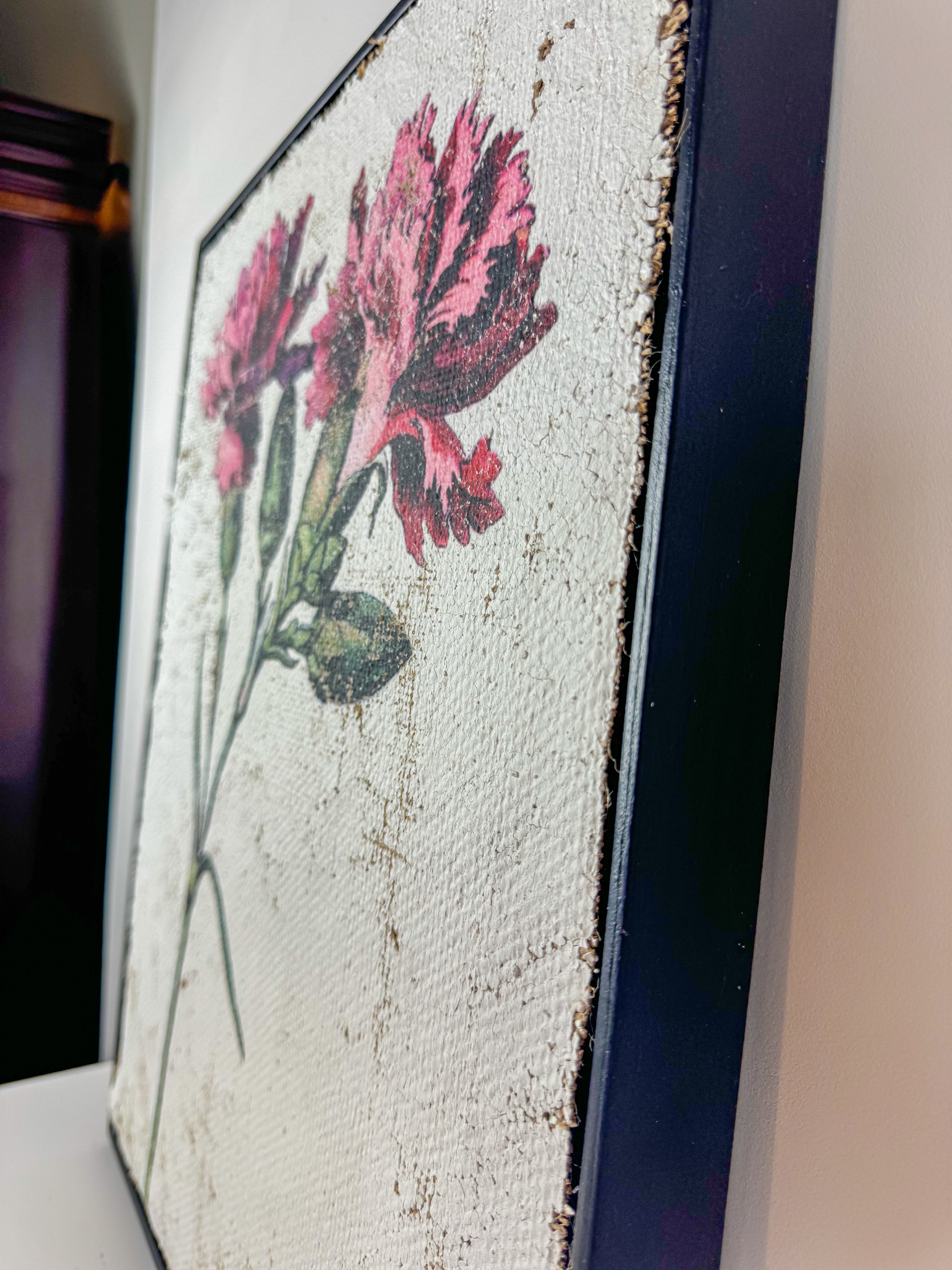 Clove pink carnation