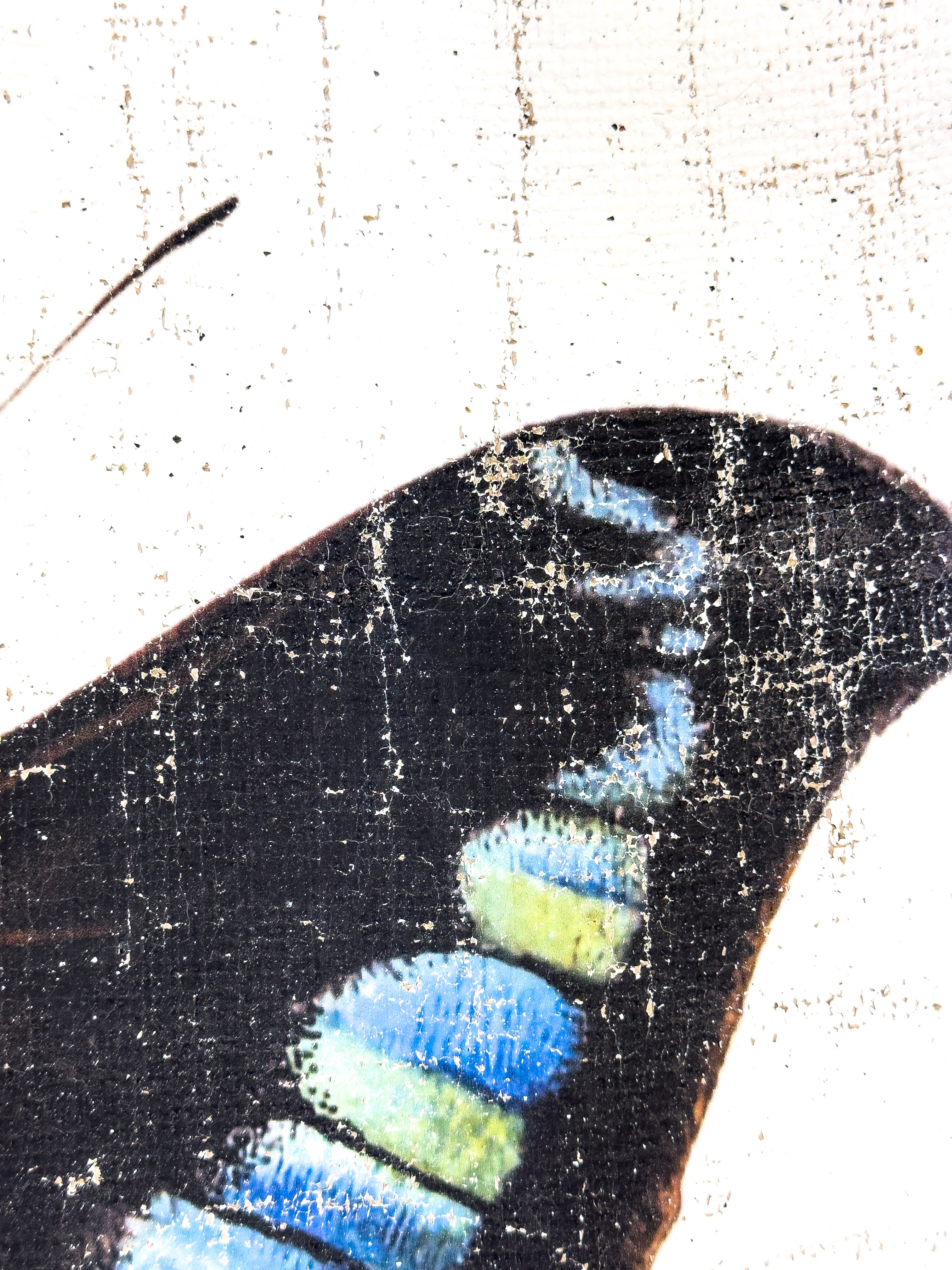 Blue Green Butterfly