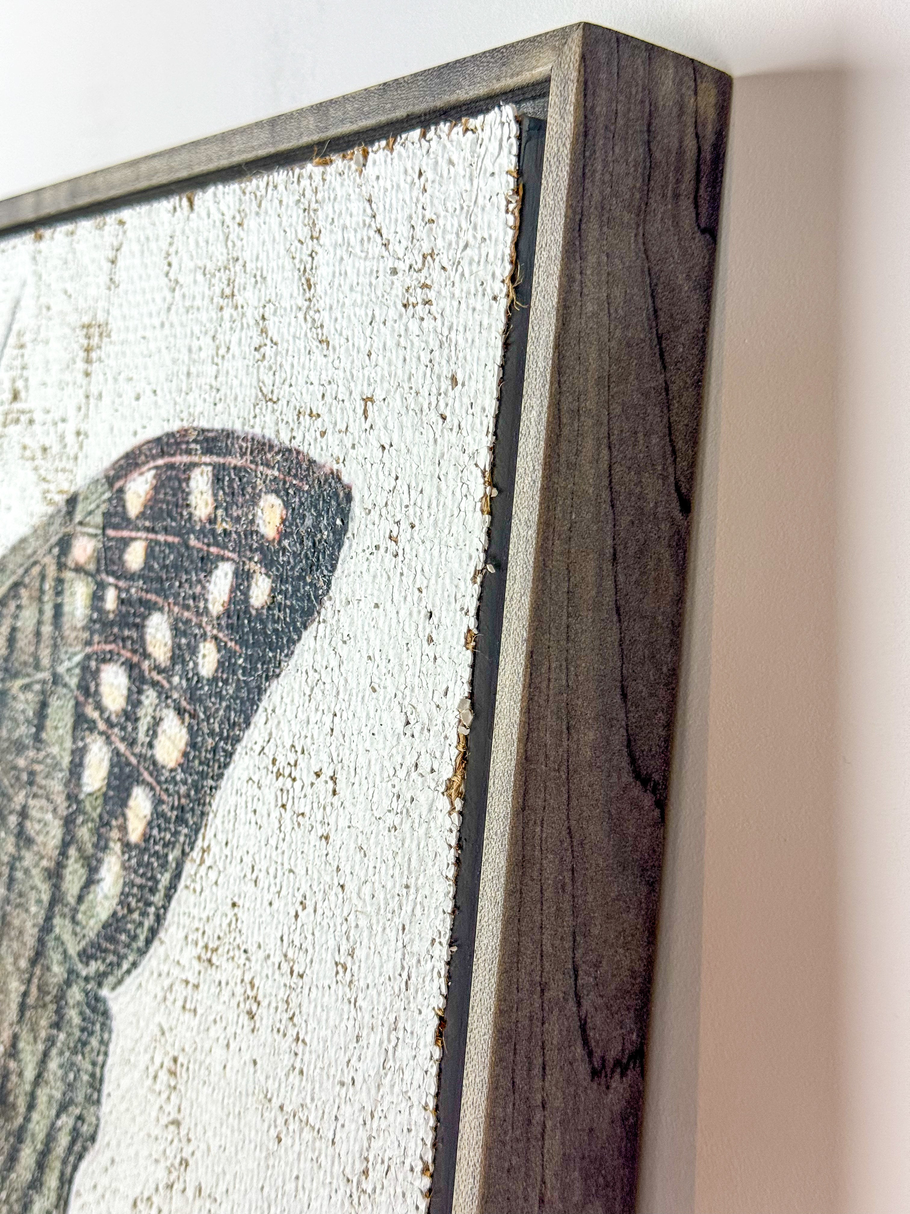 Green Swordtail Butterfly