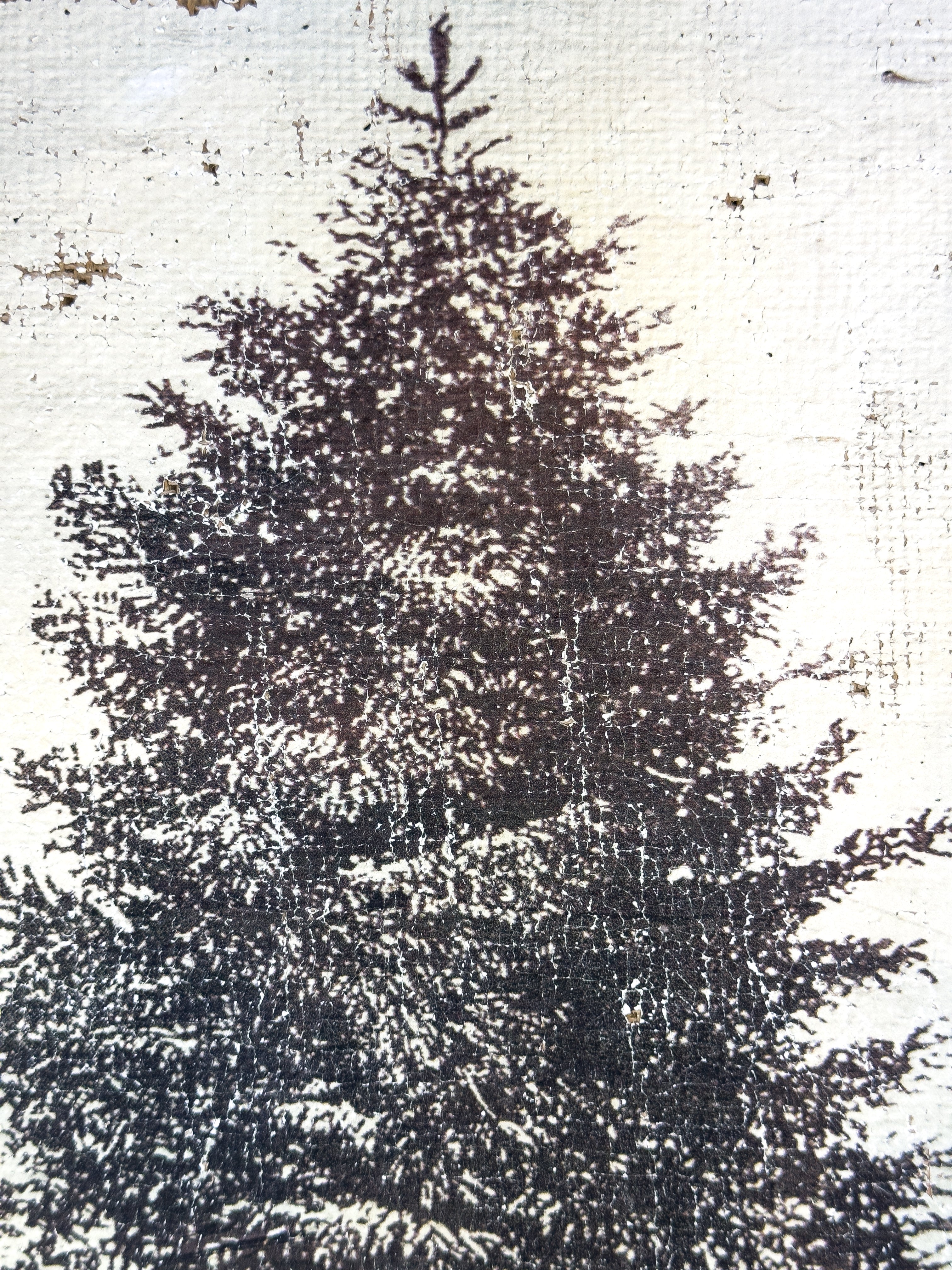 Blue Spruce