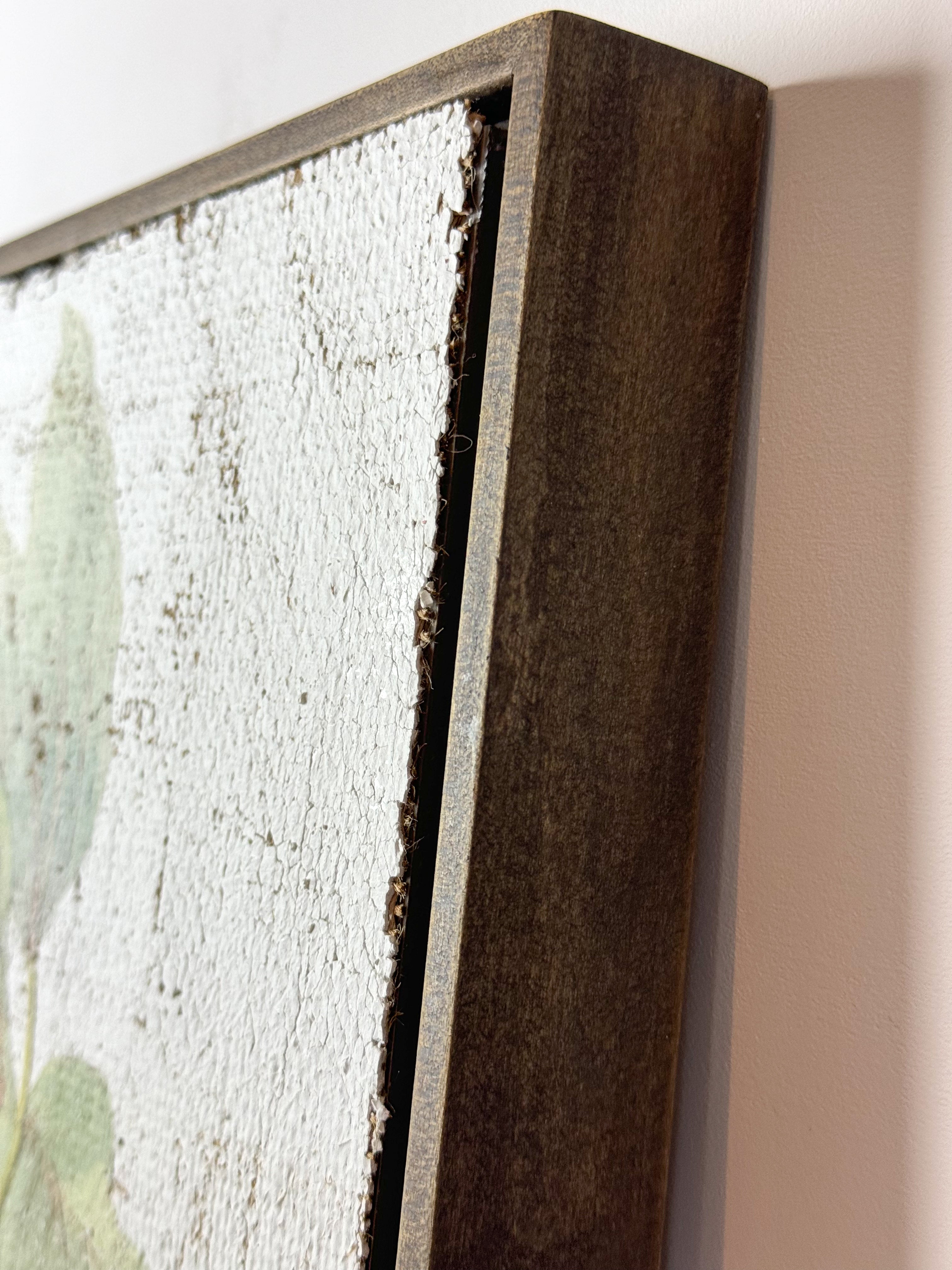 Malay Lacewing Butterfly