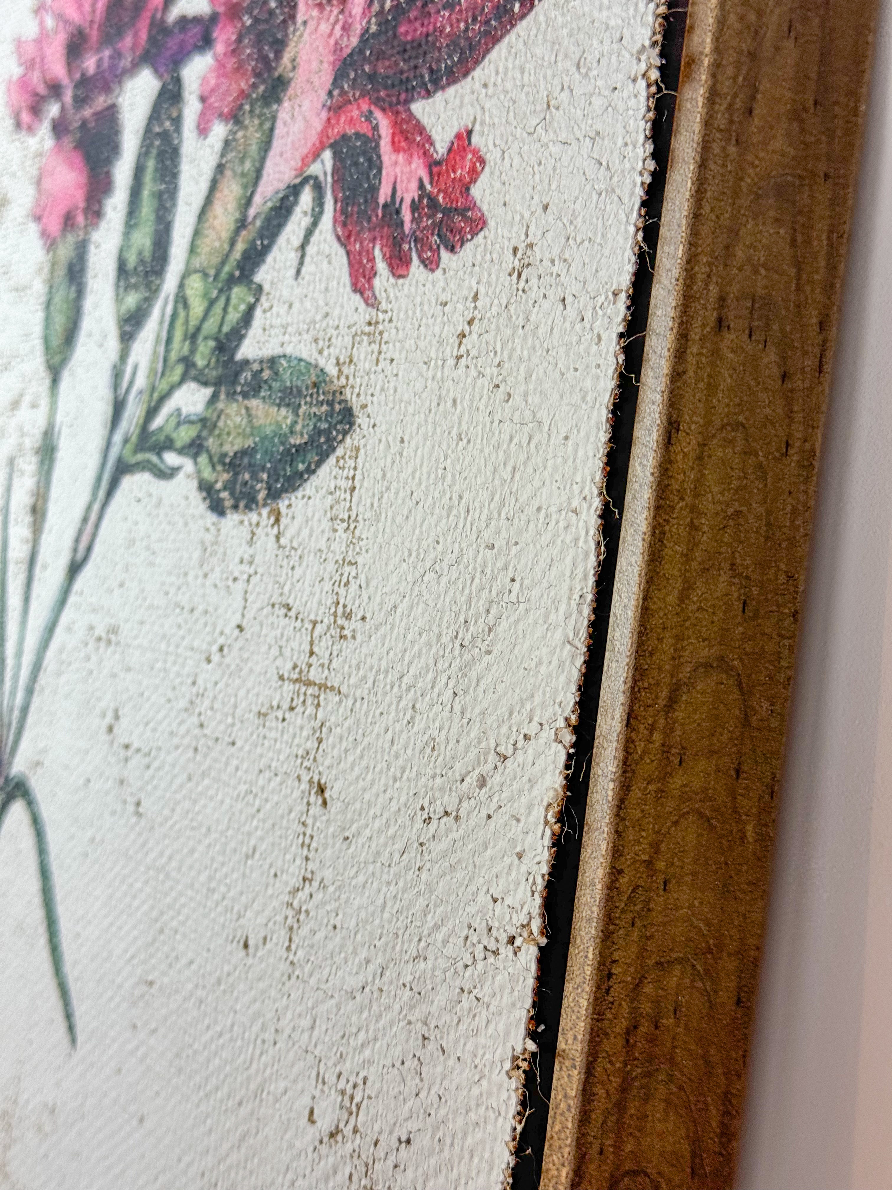 Clove pink carnation