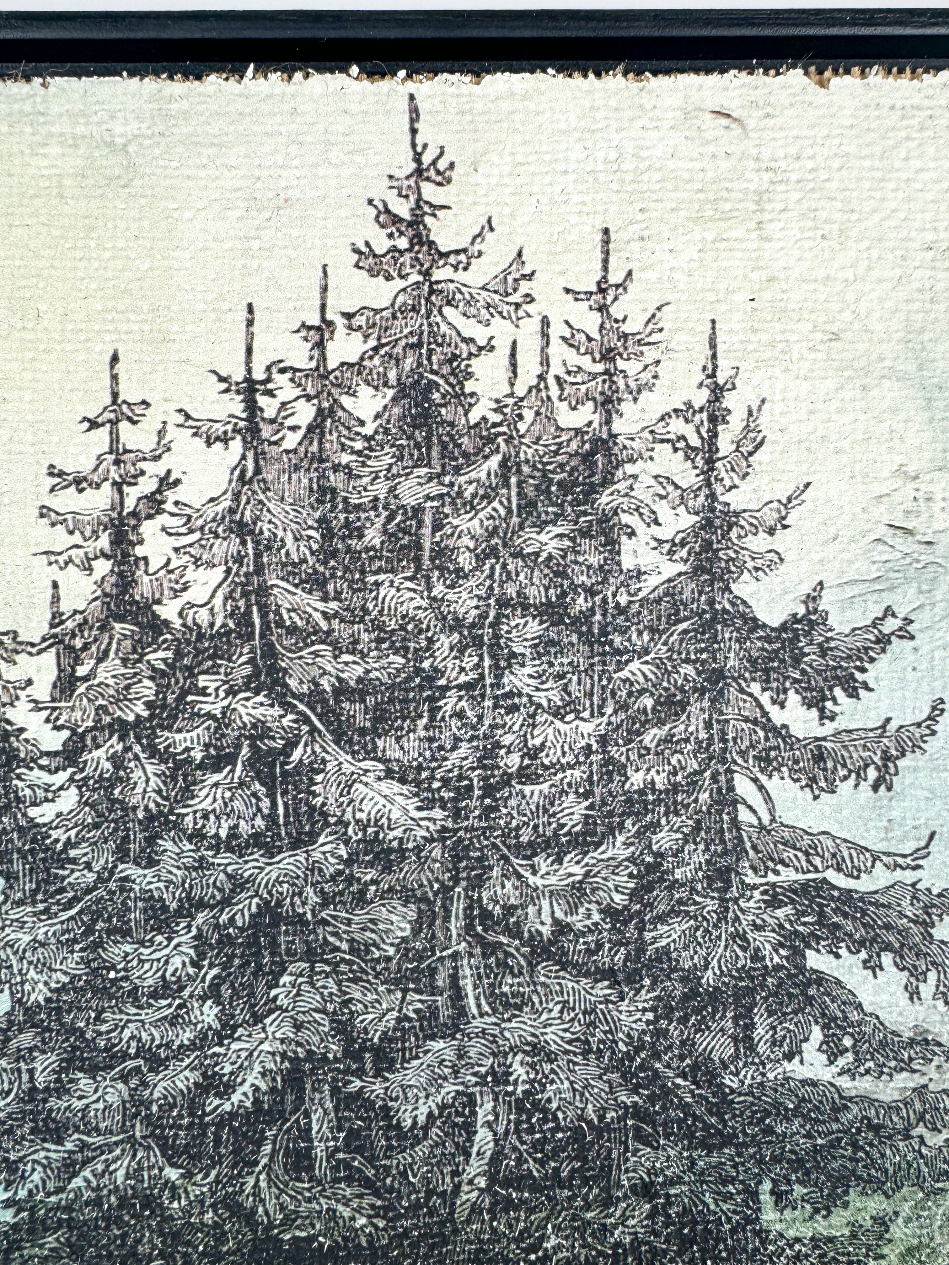 Norway Spruce