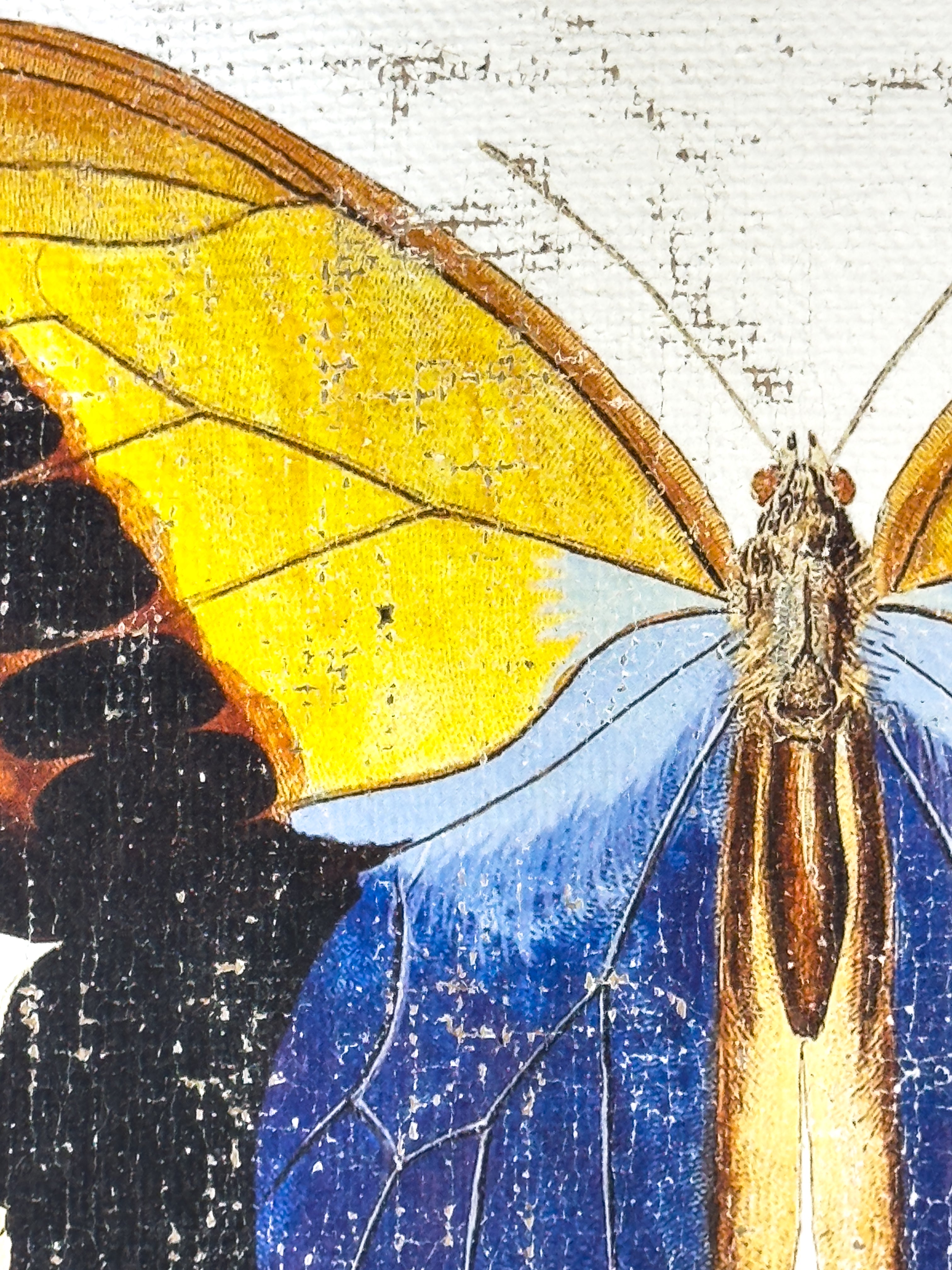 Blue brush-footed butterfly