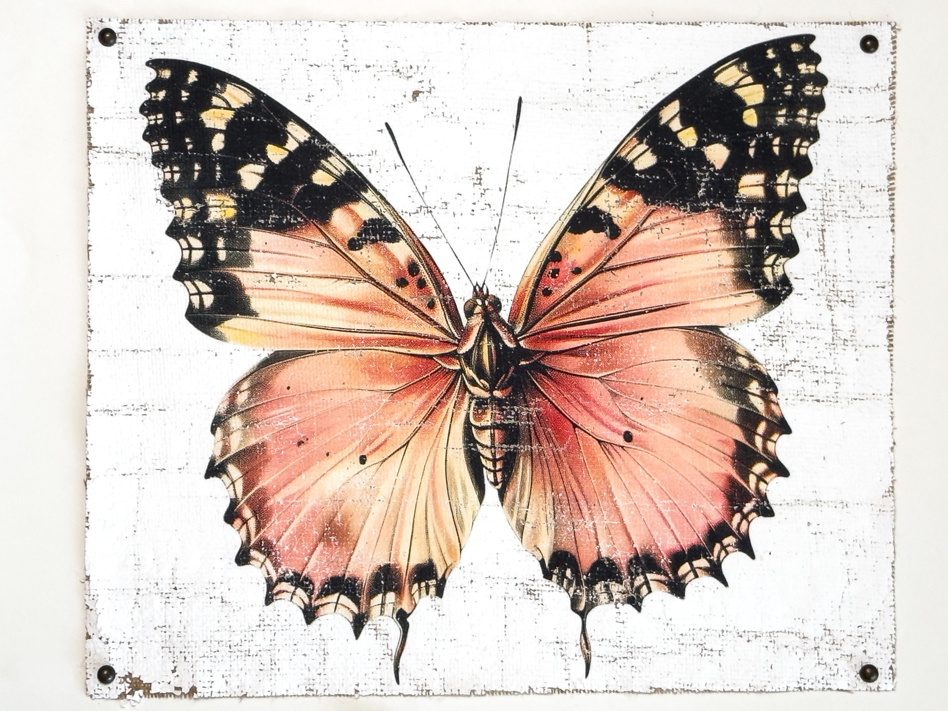 Malay Lacewing Butterfly