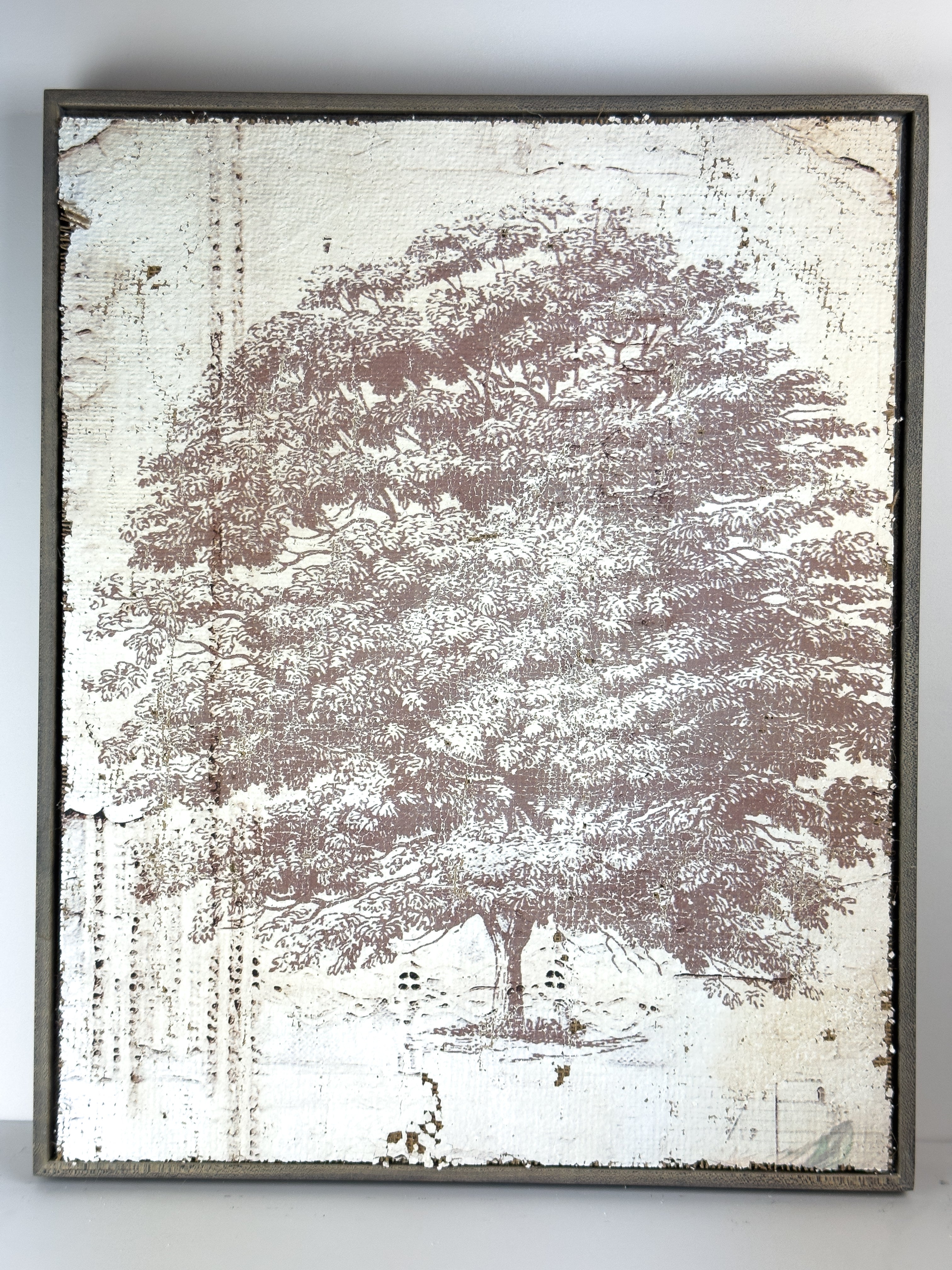 Vintage Ash Tree - Beneath the Ash