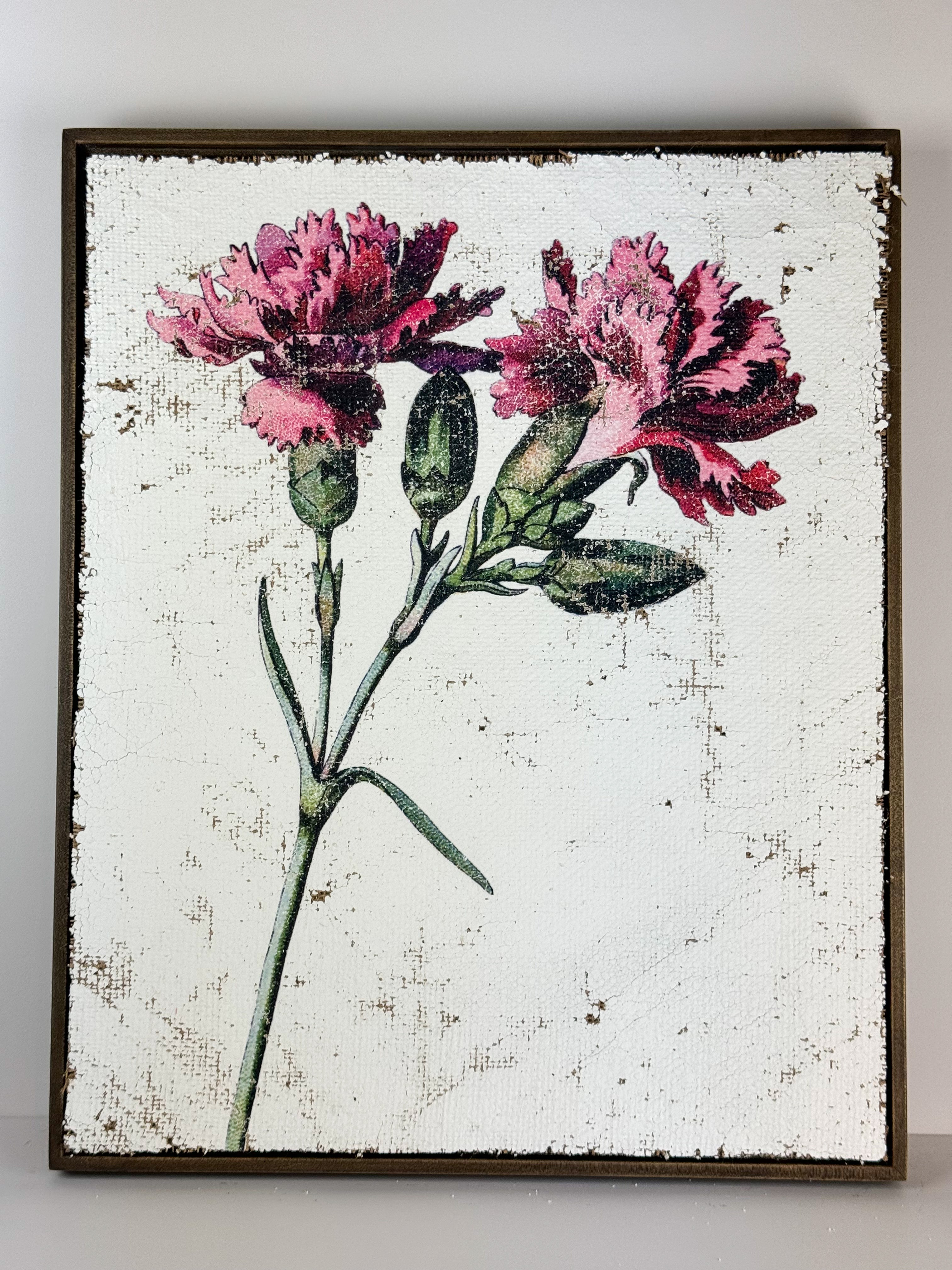 Clove pink carnation