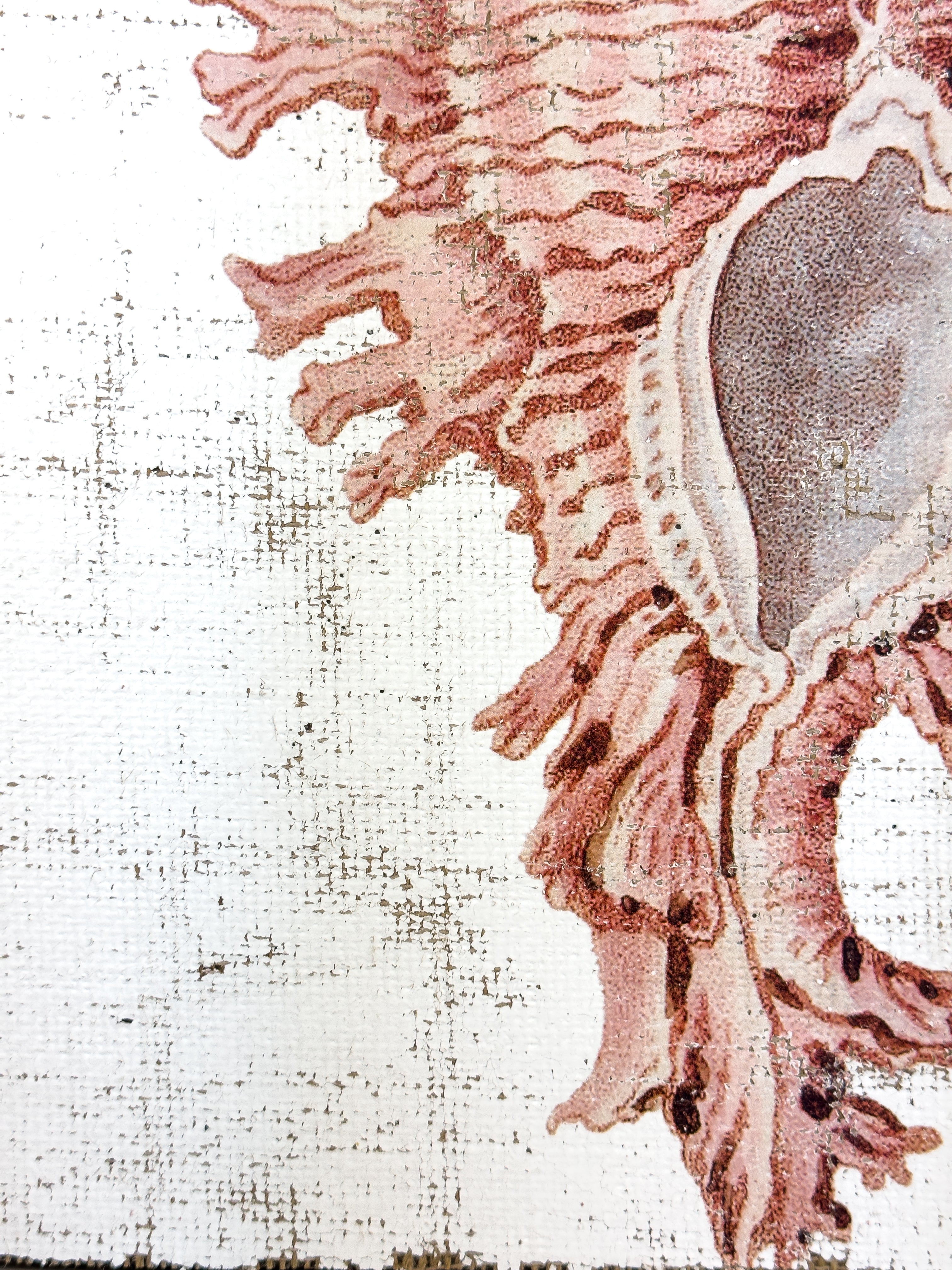 Pink Seashell - Lace Murex