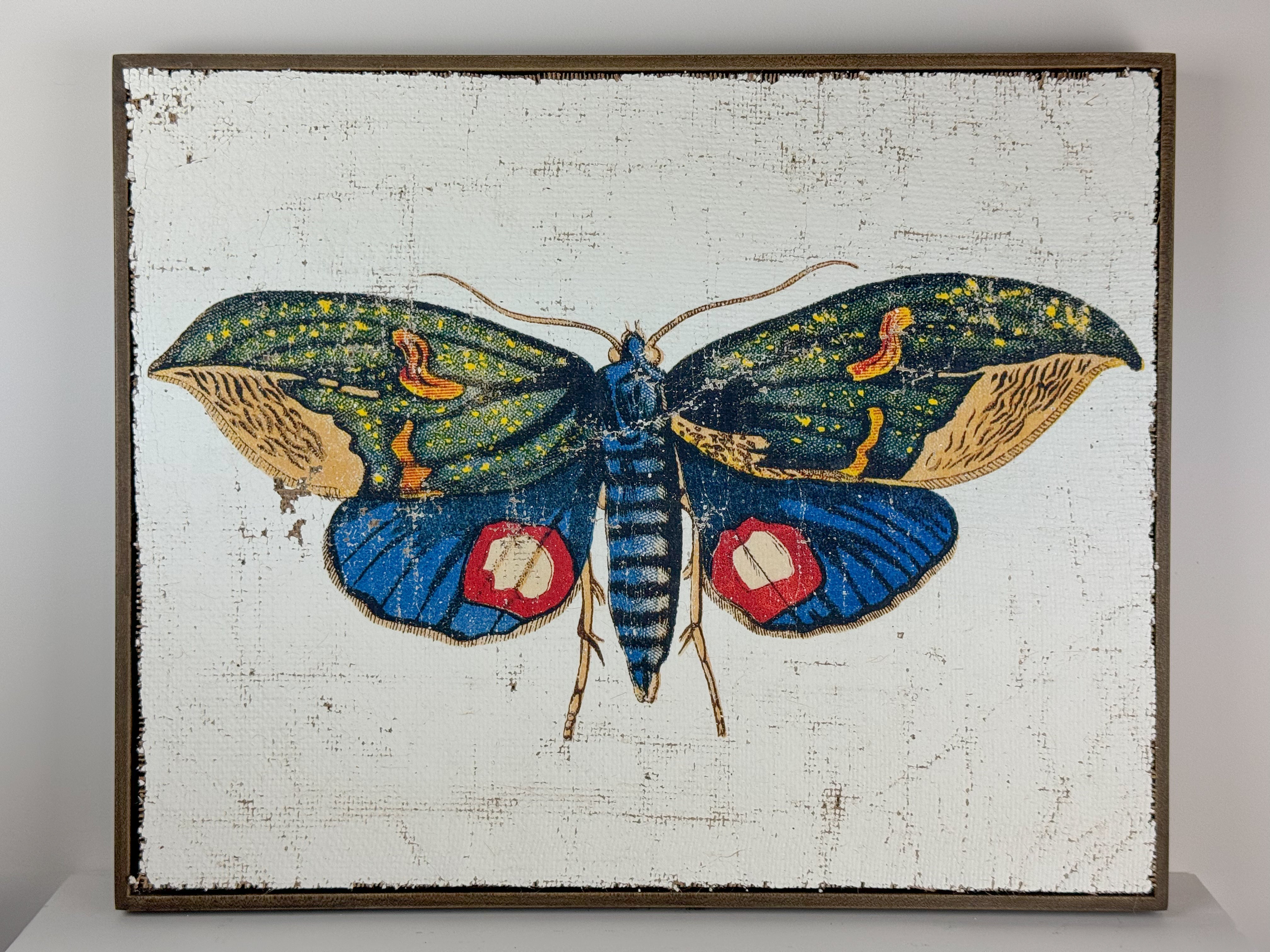 Owlet Moth - Hope Takes Flight