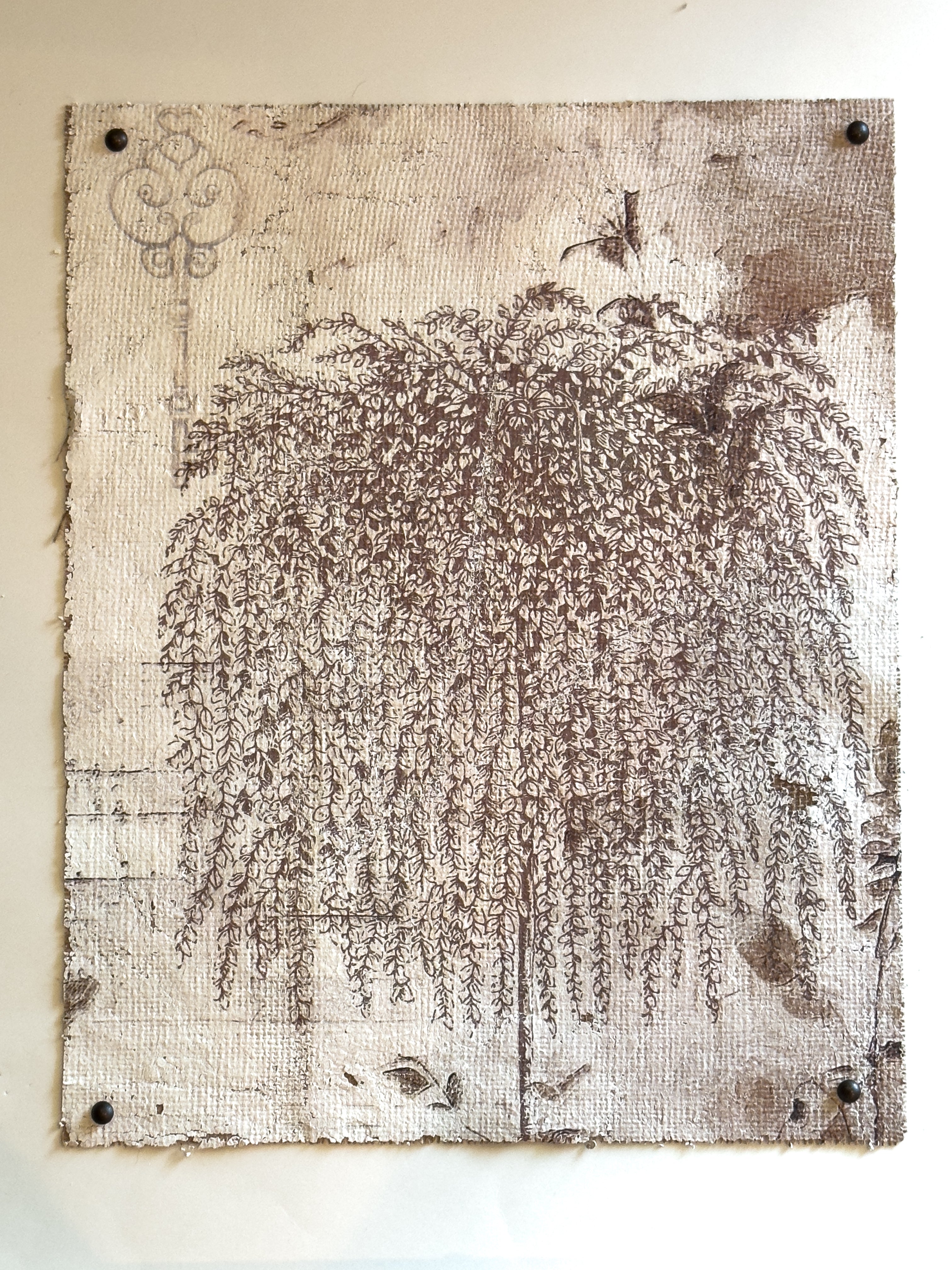 Weeping Willow - Branches of Fate