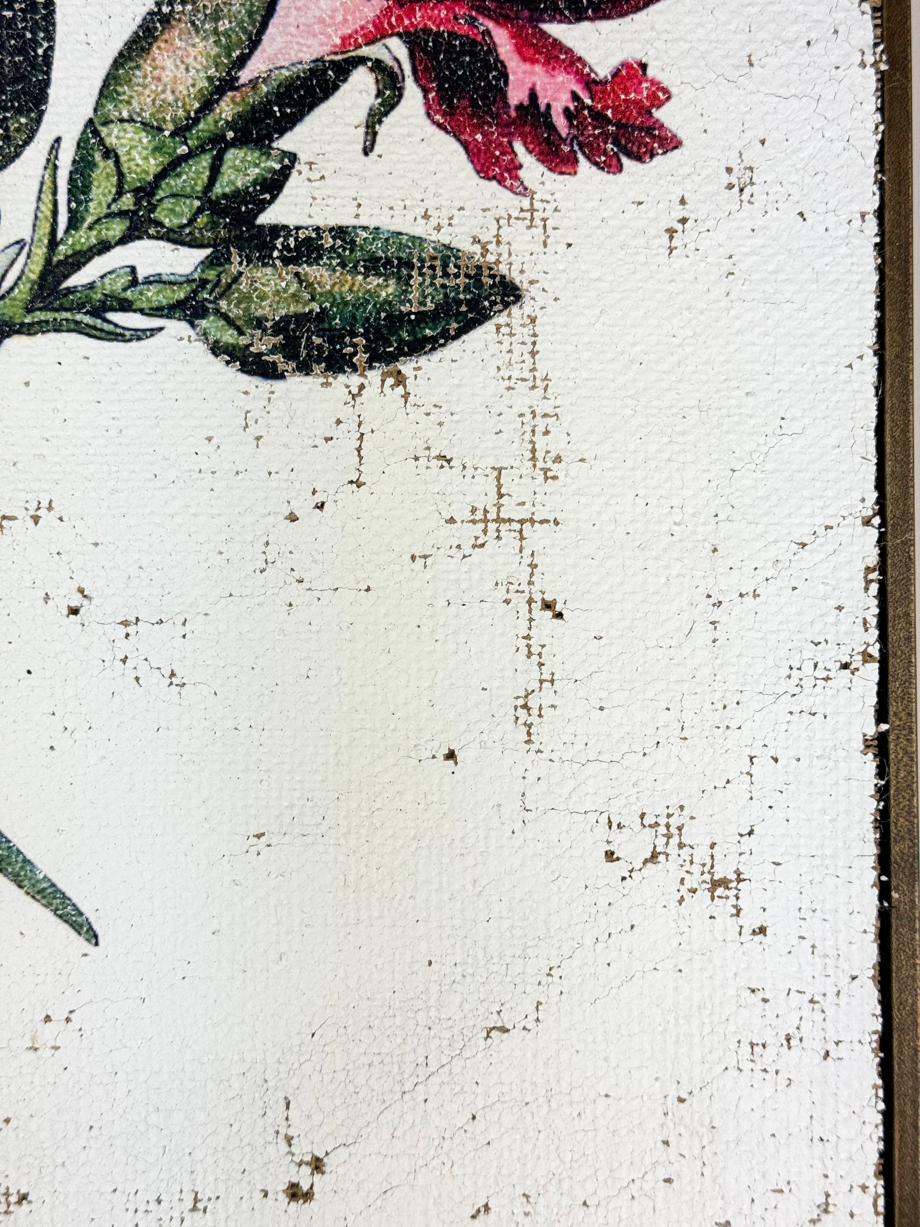 Clove pink carnation