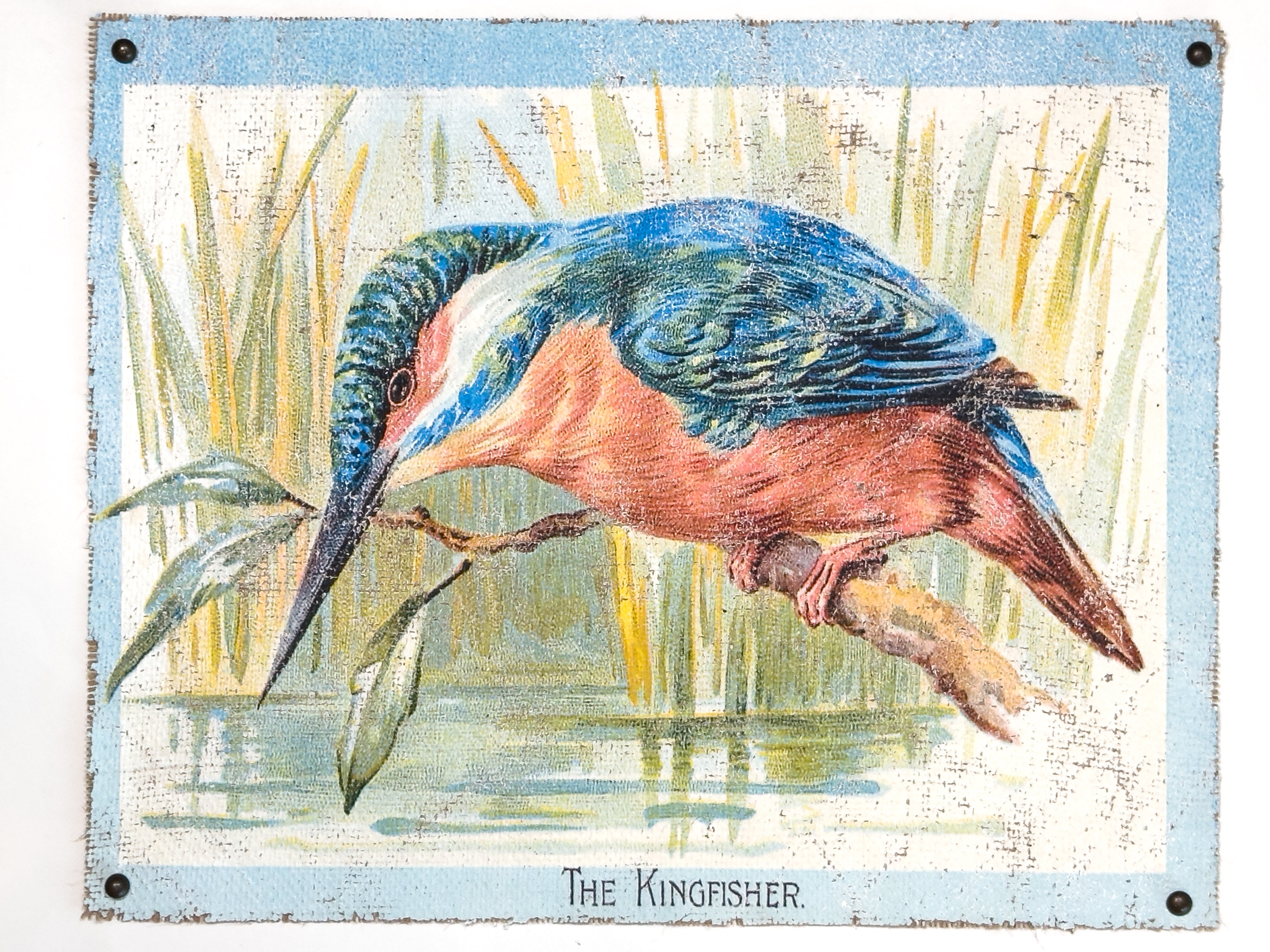 Kingfisher
