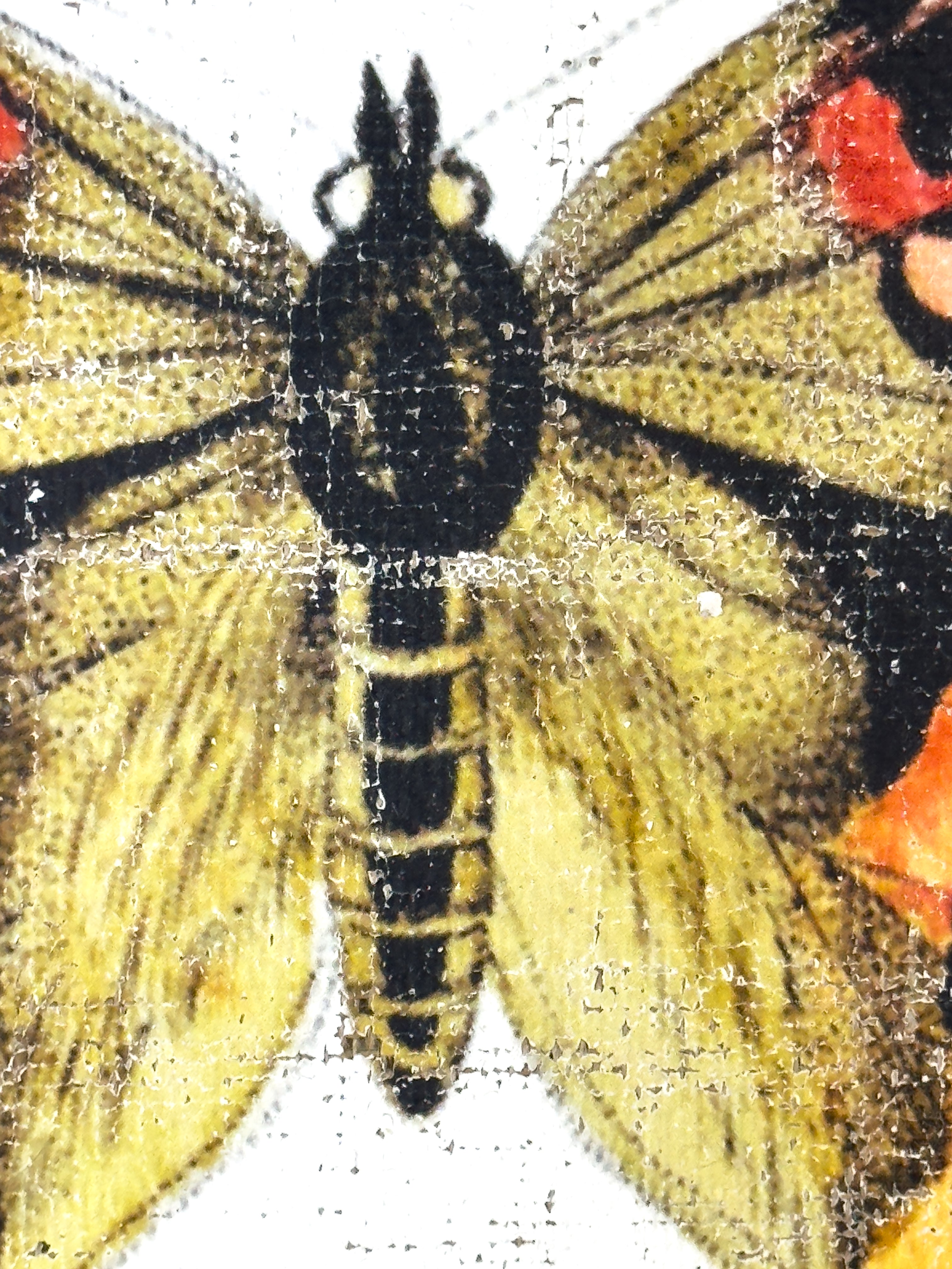 Brush-footed butterfy